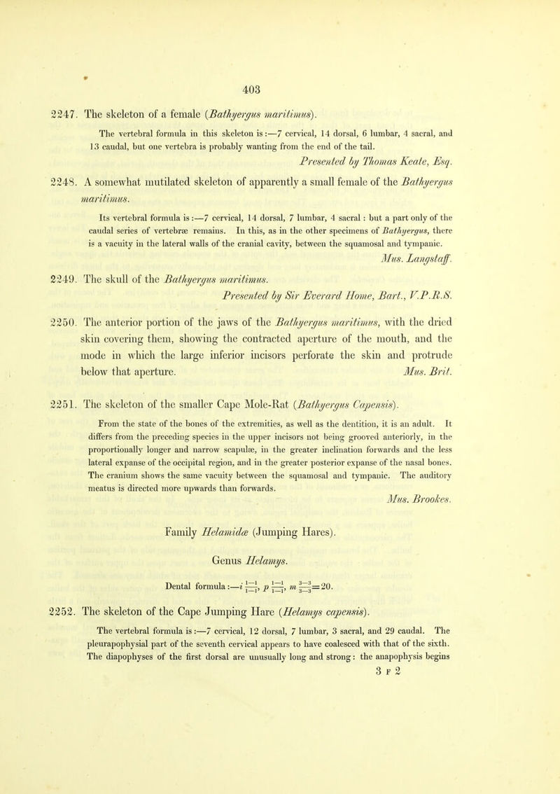 2247. The skeleton of a female {Bathyergus maritimus). The vertebral formula in this skeleton is:—7 cervical, 14 dorsal, 6 lumbar, 4 sacral, and 13 caudal, but one vertebra is probably vranting from the end of the tail. Presented hy Thomas Keate, Esq. 2248. A somewhat mutilated skeleton of apparently a small female of the Bathyeryus maritimus. Its vertebral formula is :—7 cervical, 14 dorsal, 7 lumbar, 4 sacral: but a part only of the caudal series of vertebrae remains. In this, as in the other specimens of Bathyergus, there is a vacuity in the lateral walls of the cranial cavity, between the squamosal and tympanic. Mus. Lanystaff. 2249. The skull of the Bathyeryus maritimus. Presented by Sir Everard Home, Bart., V.P.B.S. 2250. The anterior portion of the jaws of the Bathyeryus maritimus, with the dried skin covering them, showing the contracted aperture of the mouth, and the mode in which the large inferior incisors perforate the skin and protrude below that aperture. Mus. Brit. 2251. The skeleton of the smaller Cape Mole-Rat {Bathyeryus Capensis). From the state of the bones of the extremities, as well as the dentition, it is an adult. It differs from the preceding species in the upper incisors not being grooved anteriorly, in the proportionally longer and narrow scapulae, in the greater inclination forwards and the less lateral expanse of the occipital region, and in the greater posterior expanse of the nasal bones. The cranium shows the same vacuity between the squamosal and tympanic. The auditory meatus is directed more upwards than forwards. Mns. Brookes. Family Helamidce (Jumping Hares). Genus Helatnys. Dental formula :—i p m ^=20. 2252. The skeleton of the Cape Jumping Hare {Helamys capensis). The vertebral formula is :—7 cervical, 12 dorsal, 7 lumbar, 3 sacral, and 29 caudal. The pleurapophysial part of the seventh cervical appears to have coalesced with that of the sixth. The diapophyses of the first dorsal are unusually long and strong: the anapophysis begins 3 F 2