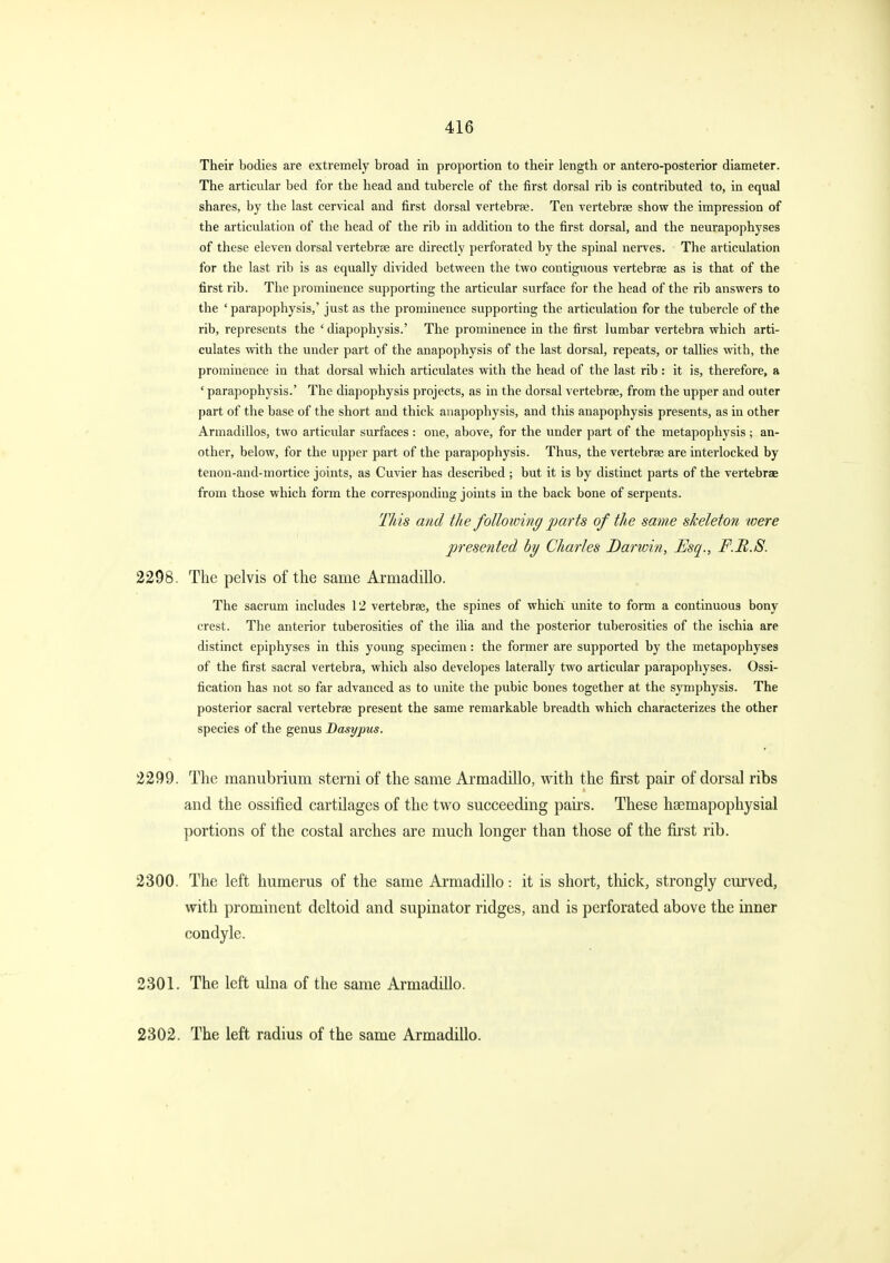 Their bodies are extremely broad in proportion to their length or antero-posterior diameter. The articular bed for the head and tubercle of the first dorsal rib is contributed to, in equal shares, by the last cervical and first dorsal vertebrae. Ten vertebrse show the impression of the articulation of the head of the rib in addition to the first dorsal, and the neurapophyses of these eleven dorsal vertebrae are directly perforated by the spinal nerves. The articulation for the last rib is as equally divided between the two contiguous vertebrae as is that of the first rib. The prominence supporting the articular surface for the head of the rib answers to the 'parapophysis,' just as the prominence supporting the articulation for the tubercle of the rib, represents the ' diapophysis.' The prominence in the first lumbar vertebra which arti- culates with the under part of the anapophysis of the last dorsal, repeats, or tallies with, the prominence in that dorsal which articulates with the head of the last rib: it is, therefore, a ' parapophysis.' The diapophysis projects, as in the dorsal vertebrae, from the upper and outer part of the base of the short and thick anapophysis, and this anapophysis presents, as in other Armadillos, two articular surfaces : one, above, for the under part of the metapophysis; an- other, below, for the upper part of the parapophysis. Thus, the vertebrae are interlocked by tenon-and-mortice joints, as Cuvier has described ; but it is by distinct parts of the vertebrae from those which form the corresponding joints in the back bone of serpents. This and the following parts of the same skeleton were presented hy Charles Darwin, Esq., F.B.S. 2298. The pelvis of the same Armadillo. The sacrum includes 12 vertebrae, the spines of which unite to form a continuous bony crest. The anterior tuberosities of the ilia and the posterior tuberosities of the ischia are distinct epiphyses in this young specimen: the former are supported by the metapophyses of the first sacral vertebra, which also developes laterally two articular parapophyses. Ossi- fication has not so far advanced as to unite the pubic bones together at the symphysis. The posterior sacral vertebrae present the same remarkable breadth which characterizes the other species of the genus Dasypus. 2299. The manubrium sterni of the same Armadillo, Mdth the first pair of dorsal ribs and the ossified cartilages of the two succeeding pairs. These hsemapopliysial portions of the costal arches are much longer than those of the first rib. 2300. The left humerus of the same Armadillo: it is short, thick, strongly curved, with prominent deltoid and supinator ridges, and is perforated above the inner condyle. 2301. The left ulna of the same Armadillo. 2302. The left radius of the same Armadillo.