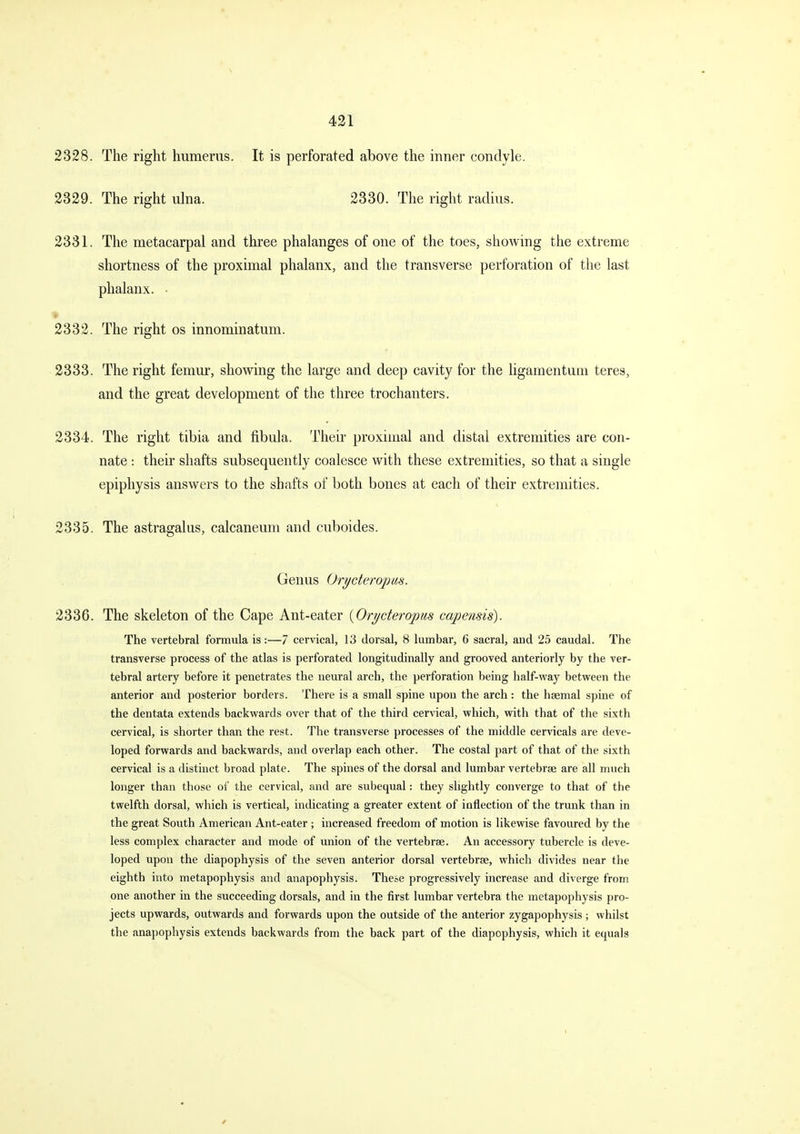 2328. The right humerus. It is perforated above the inner condyle. 2329. The right ulna. 2330. The right radius. 2331. The metacarpal and three phalanges of one of the toes, showing the extreme shortness of the proximal phalanx, and the transverse perforation of the last phalanx. • * 2332. The right os innominatum. 2333. The right femur, showing the large and deep cavity for the ligamentum teres, and the great development of the three trochanters. 2334. The right tibia and fibula. Their proximal and distal extremities are con- nate : their shafts subsequently coalesce with these extremities, so that a single epiphysis answers to the shafts of both bones at each of their extremities. 2335. The astragalus, calcaneum and cuboides. Genus (Jrycteropas. 2336. The skeleton of the Cape Ant-eater {Orycteropus capensis). The vertebral formula is:—7 cervical, 13 dorsal, 8 lumbar, 6 sacral, and 25 caudal. The transverse process of the atlas is perforated longitudinally and grooved anteriorly by the ver- tebral artery before it penetrates the neural arch, the perforation being half-way between the anterior and posterior borders. There is a small spine upon the arch: the hsemal spine of the dentata extends backwards over that of the third cervical, which, with that of the sixth cervical, is shorter than the rest. The transverse processes of the middle cervicals are deve- loped forwards and backwards, and overlap each other. The costal part of that of the sixth cervical is a distinct broad plate. The spines of the dorsal and lumbar vertebrae are all much longer than those of the cervical, and are subequal: they slightly converge to that of the twelfth dorsal, which is vertical, indicating a greater extent of inflection of the trunk than in the great South American Ant-eater ; increased freedom of motion is likewise favoured by the less complex character and mode of union of the vertebrae. An accessory tubercle is deve- loped upon the diapophysis of the seven anterior dorsal vertebrae, which divides near the eighth into metapophysis and anapophysis. These progressively increase and diverge from one another in the succeeding dorsals, and in the first lumbar vertebra the metapophysis pro- jects upwards, outwards and forwards upon the outside of the anterior zygapophysis; whilst the anapophysis extends backwards from the back part of the diapophysis, which it equals