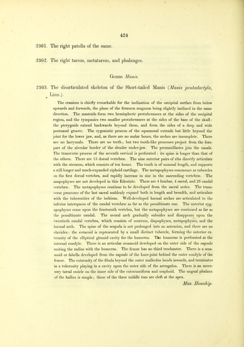 2361. The right patella of the same. 2362. The right tarsus, metatarsus, and phalanges. Genus Manis. 2363. The disarticulated skeleton of the Short-tailed Manis {Manis pentadactyla, Linn.). The cranium is chiefly remarkable for the inclination of the occipital surface from below upwards and forwards, the plane of the foramen magnum being slightly inclined in the same direction. The mastoids form two hemispheric protuberances at the sides of the occipital region, and the tympanies two smaller protuberances at the sides of the base of the skull: the pterygoids extend backwards beyond them, and form the sides of a deep and wide postnasal groove. The zygomatic process of the squamosal extends but little beyond the joint for the lower jaw, and, as there are no malar bones, the arches are incomplete. There are no lacrymals. There are no teeth; but two tooth-like processes project from the fore- part of the alveolar border of the slender under-jaw. The premaxillaries join the nasals. The transverse process of the seventh cervical is perforated : its spine is longer than that of the others. There are 13 dorsal vertebrae. The nine anterior pairs of ribs directly articulate with the sternum, which consists of ten bones. The tenth is of unusual length, and supports a still longer and much-expanded xiphoid cartilage. The metapophyses commence as tubercles on the first dorsal vertebra, and rapidly increase in size in the succeeding vertebrae. The anapophyses are not developed in this Edentate. There are 4 lumbar, 4 sacral, and 26 caudal vertebrae. The metapophyses continue to be developed from the sacral series. The trans- verse processes of the last sacral suddenly expand both in length and breadth, and articulate with the tuberosities of the ischium. Well-developed haemal arches are articulated to the inferior interspaces of the caudal vertebrae as far as the penultimate one. The anterior zyg- apophyses cease upon the fourteenth vertebra, but the metapophyses are continued as far as the penultimate caudal. The neural arch gradually subsides and disappears upon the twentieth caudal vertebra, which consists of centrum, diapophyses, metapophyses, and the haemal arch. The spine of the scapula is not prolonged into an acromion, and there are no cla^-icles: the coracoid is represented by a small distinct tubercle, forming the anterior ex- tremity of the elliptical glenoid cavity for the humerus. Tfee humerus is perforated at the internal condyle. There is an articular sesamoid developed on the outer side of the capsule luiiting the radius with the humerus. The femur has no third trochanter. There is a sesa- moid or fabella developed from the capsule of the knee-joint behind the outer condyle of the femur. The extremity of the fibula beyond the outer malleolus bends inwards, and terminates in a tuberosity playing in a cavity upon the outer side of the astragalus. There is an acces- sory tarsal ossicle on the inner side of the entocuneiform and scaphoid. The ungual phalanx of the hallux is simple; those of the three middle toes are cleft at the apex. Mus. HowsMp.