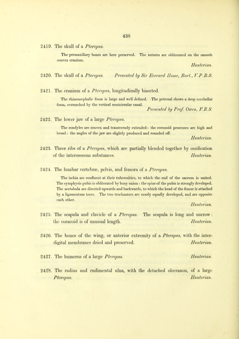 2419. The skull of a Pteropus. The premaxillary bones are here preserved. The sutures are obUterated on the smooth convex cranium. Hunterian. 2420. The skull of a Pteropus. Presented hy Sir Eoerard Home, Bart., V.P.R.S. 2421. The cranium of a Pteropus, longitudinally bisected. The rhinencephahc fossa is large and well defined. -The petrosal shows a deep cerebellar fossa, overarched by the vertical semicircular canal. Presented by Prof. Owen, F.P.S. 2422. The lower jaw of a large Pteropus. The condyles are convex and transversely extended: the coronoid processes are high and broad : the angles of the jaw are slightly produced and rounded off. Hunterian. 2423. Three ribs of a Pteropus, which are partially blended together by ossification of the interosseous substances. Hunterian. 2424. The lumbar vertebrae, pelvis, and femora of a Pteropus. The ischia are confluent at their tuberosities, to which the end of the sacrum is united. The symphysis pubis is obliterated by bony union : the spine of the pubis is strongly developed. The acetabula are directed upwards and backwards, to which the head of the femur is attached by a ligamentum teres. The two trochanters are nearly equally developed, and are opposite each other. Hunterian. 2425. The scapula and clavicle of a Pteropus. The scapula is long and narrow: the coracoid is of unusual length. Hunterian. 2426. The bones of the wing, or anterior extremity of a Pteropus, with the inter- digital membranes dried and preserved. Hunterian. 2427. The humerus of a large Pteropus. Hunterian. 2428. The radius and rudimental ulna, with the detached olecranon, of a large Pteropus. Hunterian.