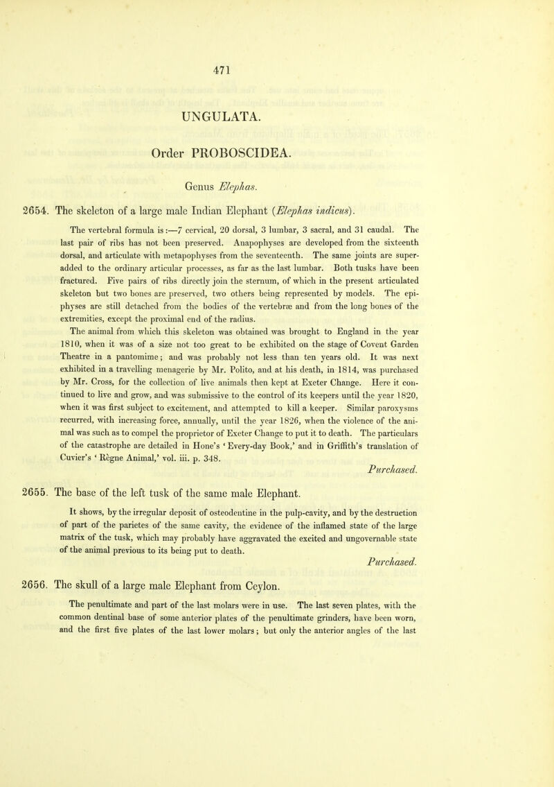 UNGULATA. Order PROBOSCIDEA. Genus Elepkas. 2654. The skeleton of a large male Indian Elephant {Elephas indicus). The vertebral formula is:—7 cervical, 20 dorsal, 3 lumbar, 3 sacral, and 31 caudal. The last pair of ribs has not been preserved, xlnapophyses are developed from the sixteenth dorsal, and articulate with metapophyses from the seventeenth. The same joints are super- added to the ordinary articular processes, as far as the last lumbar. Both tusks have been fractured. Five pairs of ribs directly join the sternum, of which in the present articulated skeleton but two bones are preserved, two others being represented by models. The epi- physes are still detached from the bodies of the vertebrae and from the long bones of the extremities, except the proximal end of the radius. The animal from which this skeleton was obtained was brought to England in the year 1810, when it was of a size not too great to be exhibited on the stage of Covent Garden Theatre in a pantomime; and was probably not less than ten years old. It was next exhibited in a travelling menagerie by Mr. Polito, and at his death, in 1814, was purchased by Mr. Cross, for the collection of live animals then kept at Exeter Change. Here it con- tinued to live and grow, and was submissive to the control of its keepers until the year 1820, when it was first subject to excitement, and attempted to kill a keeper. Similar paroxysms recurred, with increasing force, annually, until the year 1826, when the violence of the ani- mal was such as to compel the proprietor of Exeter Change to put it to death. The particulars of the catastrophe are detailed in Hone's *Every-day Book,' and in Griffith's translation of Cuvier's ' Regne Animal,' vol. iii, p. 348. Furchased. 2655. The base of the left tusk of the same male Elephant. It shows, by the irregular deposit of osteodentine in the pulp-cavity, and by the destruction of part of the parietes of the same cavity, the evidence of the inflamed state of the large matrix of the tusk, which may probably have aggravated the excited and ungovernable state of the animal previous to its being put to death. Purchased. 2656. The skull of a large male Elephant from Ceylon. The penultimate and part of the last molars were in use. The last seven plates, with the common dentinal base of some anterior plates of the pentdtimate grinders, have been worn, and the first five plates of the last lower molars; but only the anterior angles of the last