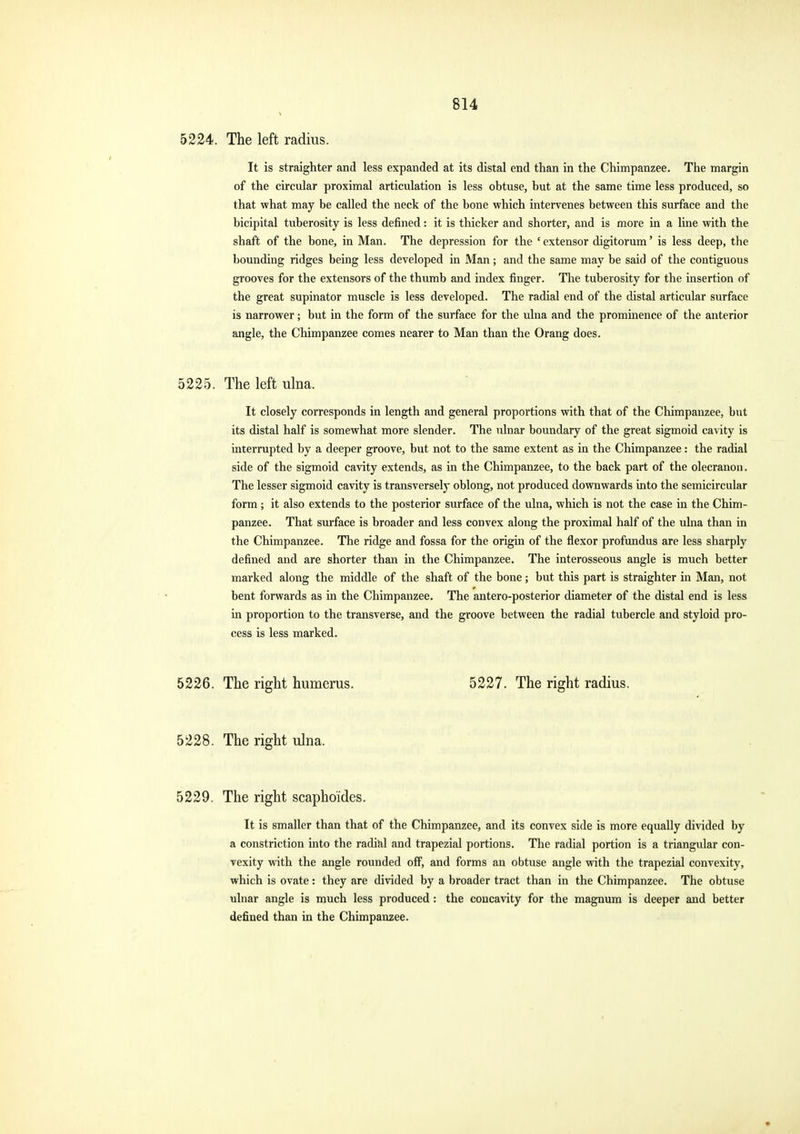 5224. The left radius. It is straighter and less expanded at its distal end than in the Chimpanzee. The margin of the circular proximal articulation is less obtuse, but at the same time less produced, so that what may be called the neck of the bone which intervenes between this surface and the bicipital tuberosity is less defined: it is thicker and shorter, and is more in a line with the shaft of the bone, in Man. The depression for the ' extensor digitorum' is less deep, the bounding ridges being less developed in Man; and the same may be said of the contiguous grooves for the extensors of the thumb and index finger. The tuberosity for the insertion of the great supinator muscle is less developed. The radial end of the distal articular surface is narrower; but in the form of the surface for the ulna and the prominence of the anterior angle, the Chimpanzee comes nearer to Man than the Orang does. 5225. The left ulna. It closely corresponds in length and general proportions with that of the Chimpanzee, but its distal half is somewhat more slender. The ulnar boundary of the great sigmoid cavity is interrupted by a deeper groove, but not to the same extent as in the Chimpanzee: the radial side of the sigmoid cavity extends, as in the Chimpanzee, to the back part of the olecranon. The lesser sigmoid cavity is transversely oblong, not produced downwards into the semicircular form; it also extends to the posterior surface of the ulna, which is not the case in the Chim- panzee. That surface is broader and less convex along the proximal half of the ulna than in the Chimpanzee. The ridge and fossa for the origin of the flexor profundus are less sharply defined and are shorter than in the Chimpanzee. The interosseous angle is much better marked along the middle of the shaft of the bone; but this part is straighter in Man, not bent forwards as in the Chimpanzee. The antero-posterior diameter of the distal end is less in proportion to the transverse, and the groove between the radial tubercle and styloid pro- cess is less marked. 5226. The right humerus. 5227. The right radius. 5228. The right ulna. 5229. The right scaphoides. It is smaller than that of the Chimpanzee, and its convex side is more equally divided by a constriction into the radial and trapezial portions. The radial portion is a triangular con- vexity with the angle rounded off, and forms an obtuse angle with the trapezial convexity, which is ovate : they are divided by a broader tract than in the Chimpanzee. The obtuse ulnar angle is much less produced : the concavity for the magnum is deeper and better defined than in the Chimpanzee.