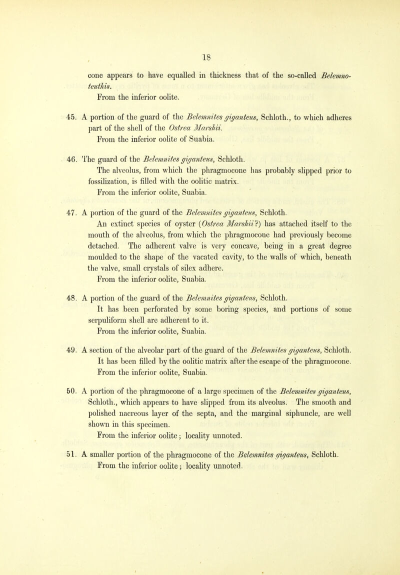 / cone appears to have equalled in thickness that of the so-called Belemno- teuthis. From the inferior oolite. 45. A portion of the guard of the Belemnites giganteus, Schloth., to which adheres part of the shell of the Ostrea Marshii. From the inferior oolite of Suabia. 46. The guard of the Belemnites gigantetis, Schloth. The alveolus, from which the phragmocone has probably slipped prior to fossihzation, is filled with the oolitic matrix. From the inferior oolite, Suabia. 47. A portion of the guard of the Belemnites giganteus, Schloth. An extinct species of oyster {Ostrea Marshii'^) has attached itself to the mouth of the alveolus, from which the phragmocone had previously become detached. The adherent valve is very concave, being in a great degree moulded to the shape of the vacated cavity, to the walls of which, beneath the valve, small crystals of silex adhere. From the inferior oolite, Suabia. ' 48. A portion of the guard of the Belemnites giganteus, Schloth. It has been perforated by some boring species, and portions of some serpuliform shell are adherent to it. From the inferior oolite, Suabia. 49. A section of the alveolar part of the guard of the Belemnites giganteus, Schloth. It has been filled by the oolitic matrix after the escape of the phragmocone. From the inferior oolite, Suabia. 60. A portion of the phragmocone of a large specimen of the Belemnites giganteus, Schloth., which appears to have slipped from its alveolus. The smooth and pohshed nacreous layer of the septa, and the marginal siphuncle, are well shown in this specimen. From the inferior oolite; locality unnoted. 51. A smaller portion of the phragmocone of the Belemnites giganteus, Schloth. From the inferior ooUte; locality unnoted.