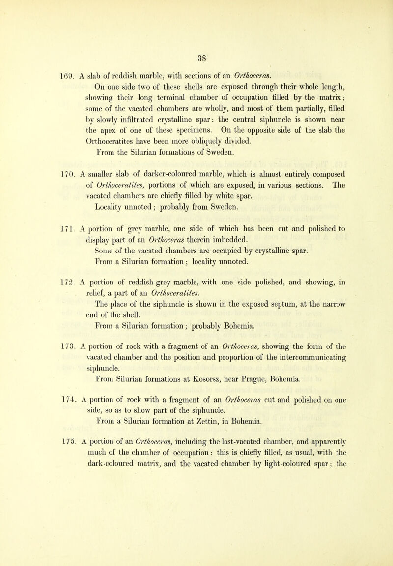 169. A slab of reddish marble, with sections of an Orthoceras. On one side two of these shells are exposed through their whole length, showing their long terminal chamber of occupation filled by the matrix; some of the vacated chambers are wholly, and most of them partially, filled by slowly infiltrated crystalline spar: the central siphuncle is shown near the apex of one of these specimens. On the opposite side of the slab the Orthoceratites have been more obliquely divided. From the Silurian formations of Sweden. 170. A smaller slab of darker-coloured marble, which is almost entirely composed of Orthoceratites, portions of which are exposed, in various sections. The vacated chambers are chiefly fiUed by white spar. Locality unnoted; probably from Sweden. 171. A portion of grey marble, one side of which has been cut and polished to display part of an Orthoceras therein imbedded. Some of the vacated chambers are occupied by crystalline spar. Prom a Silurian formation; locality unnoted. 17.2. A portion of reddish-grey marble, with one side polished, and showing, in relief, a part of an Orthoceratites. The place of the siphuncle is shown in the exposed septum, at the narrow end of the shell. From a Silurian formation; probably Bohemia. 173. A portion of rock with a fragment of an Orthoceras, showing the form of the vacated chamber and the position and proportion of the intercommunicating siphuncle. From Silurian formations at Kosorsz, near Prague, Bohemia. 174. A portion of rock with a fragment of an Orthoceras cut and polished on one side, so as to show part of the siphuncle. From a Silurian formation at Zettin, in Bohemia. 175. A portion of an Orthoceras, including the last-vacated chamber, and apparently much of the chamber of occupation : this is chiefly filled, as usual, with the dark-coloured matrix, and the vacated chamber by light-coloured spar; the