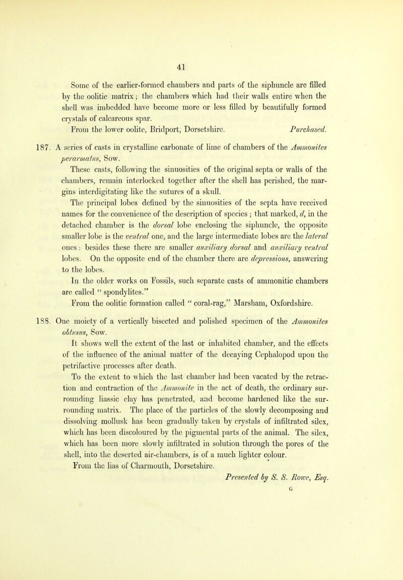 Some of tlie earlier-formed chambers and parts of the siphuncle are filled by the oolitic matrix; the chambers which had tlieir walls entire when the shell was imbedded have become more or less filled by beautifully formed crystals of calcareous spar. From the lower oolite, Bridport, Dorsetshire. Purchased. 187. A series of casts in crystalline carbonate of lime of chambers of the Ammonites jjerarmatus, Sow. These casts, following the sinuosities of the original septa or walls of the chambers, remain interlocked together after the shell has perished, the mar- gins interdigitating like the sutures of a skull. The principal lobes defined by the sinuosities of the septa have received names for the convenience of the description of species ; that marked, d, in the detached chamber is the dorsal lobe enclosing the siphuncle, the opposite smaller lobe is the ventral one, and the large intermediate lobes are the lateral ones : besides these there are smaller auxiliary dorsal and auxiliary/ ve?itral lobes. On the opposite end of the chamber there are depressions, answering to the lobes. In the older works on Eossils, such separate casts of ammonitic chambers are called  spondylites. From the ooHtic formation called  coral-rag, Marsham, Oxfordshire. 188. One moiety of a vertically bisected and polished specimen of the Ammonites obtirsus, Sow. It shows well the extent of the last or inhabited chamber, and the effects of the influence of the animal matter of the decaying Cephalopod upon the petrifactive processes after death. To the extent to which the last chamber had been vacated by the retrac- tion and contraction of the Ammonite in the act of death, the ordinary sur- rounding liassic clay has penetrated, and become hardened like the sur- rounding matrix. The place of the particles of the slowly decomposing and dissolving mollusk has been gradually taken by crystals of infiltrated silex, which has been discoloured by the pigmental parts of the animal. The silex, which has been more slowly infiltrated in solution through the pores of the shell, into the deserted air-chambers, is of a much lighter colour. From the lias of Charmouth, Dorsetshire. Presented hy S. S. Eowe, Esq. G
