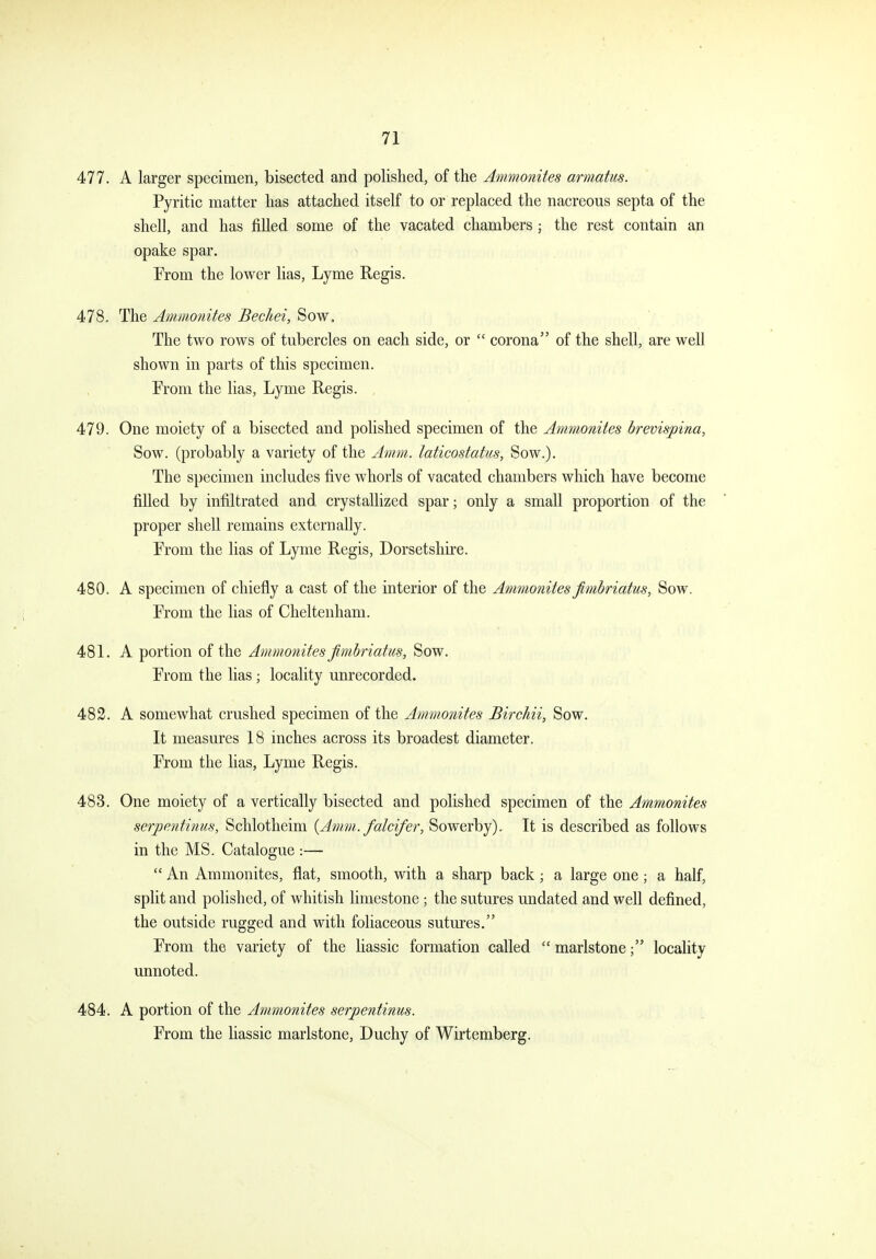 477. A larger specimen, bisected and polished, of the Ammonites armatus. Pyritic matter has attached itself to or replaced the nacreous septa of the shell, and has filled some of the vacated chambers ; the rest contain an opake spar. From the lower lias, Lyme Regis. 478. The Ammonites Bechei, Sow. The two rows of tubercles on each side, or  corona of the shell, are well shown in parts of this specimen. From the lias, Lyme Regis. 479. One moiety of a bisected and polished specimen of the Ammonites brevispina, Sow. (probably a variety of the Amm. laticostatiis, Sow.). The specimen includes five whorls of vacated chambers which have become filled by infiltrated and crystallized spar; only a small proportion of the proper shell remains externally. From the lias of Lyme Regis, Dorsetshire. 480. A specimen of chiefly a cast of the interior of the Ammonites Jimbriatus, Sow. From the lias of Cheltenham. 481. A portion of the Ammonites Jimbriatus, Sow. From the lias ; locality unrecorded. 482. A somewhat crushed specimen of the Ammonites Birckii, Sow. It measures 18 inches across its broadest diameter. From the lias, Lyme Regis. 483. One moiety of a vertically bisected and polished specimen of the Ammonites serpentinus, Schlotheim {Amm. falcifer, Sowerby). It is described as follows in the MS. Catalogue :—  An Ammonites, flat, smooth, with a sharp back; a large one; a half, split and polished, of whitish limestone ; the sutures undated and well defined, the outside rugged and with foliaceous sutures. From the variety of the liassic formation called  marlstone; locality unnoted. 484. A portion of the Ammonites serpentinm. From the liassic marlstone, Duchy of Wirtemberg.