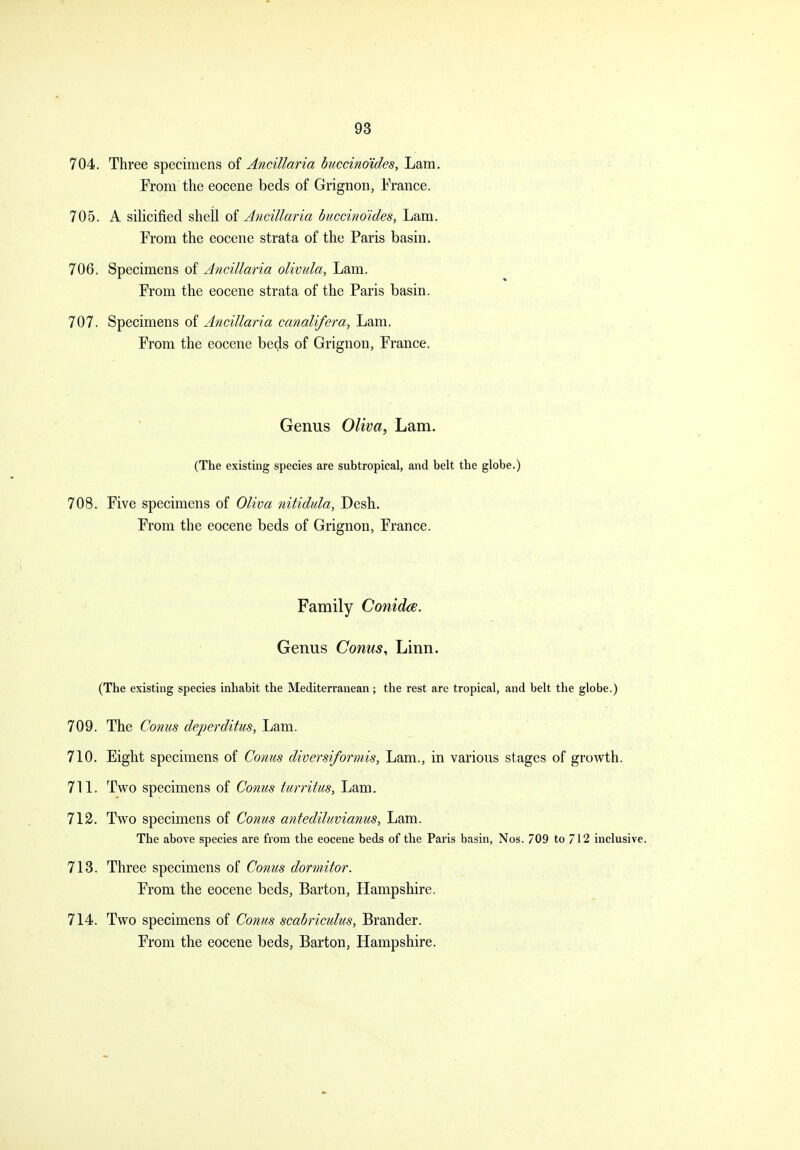 704. Three specimens of Ancillaria huccino'ides. Lam. From the eocene beds of Grignon, France. 705. A silicified shell oi Ancillaria buccino'ides, Lam. From the eocene strata of the Paris basin. 706. Specimens of Ancillaria olivula, Lam. From the eocene strata of the Paris basin. 707. Specimens of Ancillaria canalifera, Lam, From the eocene beds of Grignon, France. Genus Oliva, Lam. (The existing species are subtropical, and belt the globe.) 708. Five specimens of Oliva nitidtila, Desh. From the eocene beds of Grignon, France. Family Conidce. Genus Conus, Linn. (The existing species inhabit the Mediterranean ; the rest are tropical, and belt the globe.) 709. The Conus deperditus, Lam. 710. Eight specimens of Conus diversiformis, Lam., in various stages of growth. 711. Two specimens of Conus turritus. Lam. 712. Two specimens of Conus antediluvianus, Lam. The above species are from the eocene beds of the Paris basin, Nos. 709 to 712 inclusive. 713. Three specimens of Conus dormitor. From the eocene beds, Barton, Hampshire. 714. Two specimens of Conus scabriculus, Brander. From the eocene beds, Barton, Hampshire.