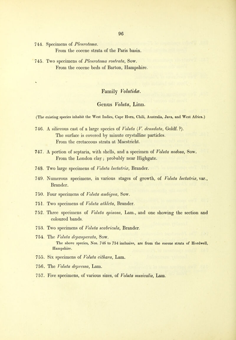 744. Specimens of Pleurotoma. From the eocene strata of the Paris basin. '745. Two specimens of Pleurotoma rostrata. Sow. From the eocene beds of Barton, Hampshire. Family Volutidae. Genus Valuta, Linn. (The existing species inhabit the West Indies, Cape Horn, Chih, Australia, Java, and West Africa.) 746. A sihceous cast of a large species of Voluta {V. denudata, Goldf. ?). The surface is covered by minute crystalline particles. From the cretaceous strata at Maestricht. 747. A portion of septaria, with shells, and a specimen of Voluta nodosa. Sow. From the London clay; probably near Highgate. 748. Two large specimens of Voluta ludatrix, Brander. 749. Numerous specimens, in various stages of growth, of Voluta ludatrix, var., Brander. 750. Four specimens of Voluta amhigua. Sow. 751. Two specimens of Voluta atJdeta, Brander. 752. Three specimens of Voluta spinosa, Lam., and one showing the section and coloured bands. 753. Two specimens of Voluta scabricula, Brander. 754. The Voluta depauperata, Sow. The above species, Nos. 746 to 754 inclusive, are from the eocene strata of Hordwell, Hampshire. 755. Six specimens of Voluta cithara, Lam. 756. The Voluta depressa, Lam. 757. Five specimens, of various sizes, of Voluta musicalis, Lam.