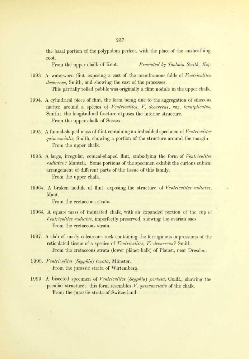 the basal portion of the polypidom perfect, with the place of the ensheathing root. From the upper chalk of Kent. Presented hy Toulmin Smith, Esq. 1993 A waterworn flint exposing a cast of the membranous folds of Ventriculites decurrens, Smith, and showing the cast of the processes. This partially rolled pebble was originally a flint nodule in the upper chalk. 1994. A cylindrical piece of flint, the form being due to the aggregation of siliceous matter around a species of Ventriculites, V. decurrens, var. tenuiplicatus, Smith; the longitudinal fracture exposes the interior structure. From the upper chalk of Sussex. 1995. A funnel-shaped mass of flint containing an imbedded specimen of Ve?itriculites quincuncialis, Smith, showing a portion of the structure around the margin. From the upper chalk. 1996. A large, irregular, conical-shaped flint, embodying the form of Ventricidites radiatus ? Mantell. Some portions of the specimen exhibit the curious cubical arrangement of different parts of the tissue of this family. From the upper chalk. 1996a, A broken nodule of flint, exposing the structure of Ventriculites radiatus, Mant. From the cretaceous strata. 19963. A square mass of indurated chalk, with an expanded portion of the cup of Ventriculites radiatus, imperfectly preserved, showing the ovarian sacs. From the cretaceous strata, 1997. A slab of marly calcareous rock containing the ferruginous impressions of the reticulated tissue of a species of Ventriculites, V. decurrens ? Smith. From the cretaceous strata (lower planer-kalk) of Plauen, near Dresden. 1998. Ventricidites {Scyplda) texata, Miinster. From the Jurassic strata of Wirtemberg. 1999. A bisected specimen of Ventriculites [Scyphia) pertusa, Goldf., showing the peculiar structure ; this form resembles V. quincuncialis of the chalk. From the Jurassic strata of Switzerland.