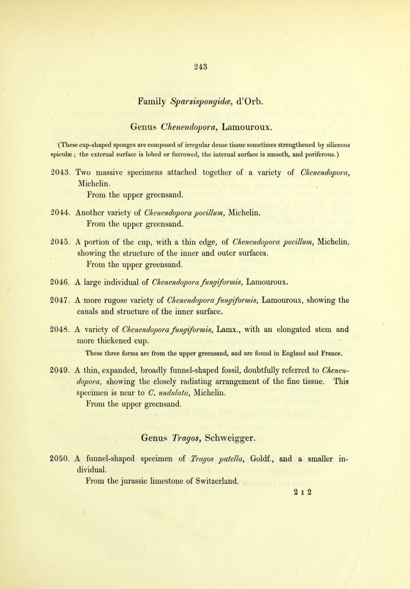 Family Sparsispongidce, d'Orb, Genus Chenendopora, Lamouroux. ■(These cup-shaped sponges are composed of irregular dense tissue sometimes strengthened by siliceous spiculae ; the external surface is lobed or furrowed, the internal surface is smooth, and poriferous.) 2043. Two massive specimens attached together of a variety of Ckenendqpora, MicheHn. From the upper greensand. 2044. Another variety of Chenendoporapocillwm, Michehn. From the upper greensand. 2045. A portion of the cup, with a thin edge, of Chenendopora pocillum, MicheHn, showing the structure of the inner and outer surfaces. From the upper greensand. 2046. A large individual of Chenendopora fungiformis, Lamouroux. 2047. A more rugose variety of Chenendopora fungiformis, Lamouroux, showing the canals and structure of the inner surface. 2048. A variety of Chenendopora fungiformis, Lamx., with an elongated stem and more thickened cup. These three forms are from the upper greensand, and are found in England and France. 2049. A thin, expanded, broadly funnel-shaped fossil, doubtfully referred to Chenen- dopora, showing the closely radiating arrangement of the fine tissue. This specimen is near to C. unddata, Michelin. From the upper greensand. Genus Tragos, Schweigger. 2050. A funnel-shaped specimen of Tragos patella, Goldf., and a smaller in- dividual. From the Jurassic limestone of Switzerland. 2 I 2