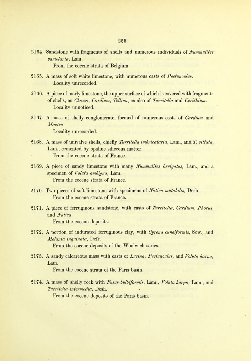 2164. Sandstone with fragments of shells and numerous individuals oi Nummulites variolaria. Lam. From the eocene strata of Belgium. 2165. A mass of soft white limestone, with numerous casts of Pectunculus. Locality unrecorded. 2166. A piece of marly limestone, the upper surface of which is covered with fragments of shells, as Chama, Cardium, Tellina, as also of Turritella and Cerithium. Locality unnoticed. 2167. A mass of shelly conglomerate, formed of numerous casts of Cardiwm and Mactra. Locality unrecorded. 2168. A mass of univalve shells, chiefly Turritella imbricataria. Lam., and T. vittata, Lam., cemented by opaline siliceous matter. From the eocene strata of France. 2169. A piece of sandy limestone with many Nummulites lavigatus. Lam., and a specimen of Valuta amhigua. Lam. From the eocene strata of France. 2170. Two pieces of soft limestone with specimens of Natica mutabilis, Desh. From the eocene strata of France. 2171. A piece of ferruginous sandstone, with casts of Turritella, Cardium, Phorus, and Natica. From the eocene deposits. 2172. A portion of indurated ferruginous clay, with Cyrena cuneiformis, Sow., and Melania inquinata, Defr. From the eocene deposits of the Woolwich series. 2173. A sandy calcareous mass with casts of Lucina, Pectunculus, and Valuta harpa. Lam. From the eocene strata of the Paris basin. 2174. A mass of shelly rock with Fusus bulbiformis. Lam., Valuta harpa. Lam., and Turritella intermedia, Desh. From the eocene deposits of the Paris basin.