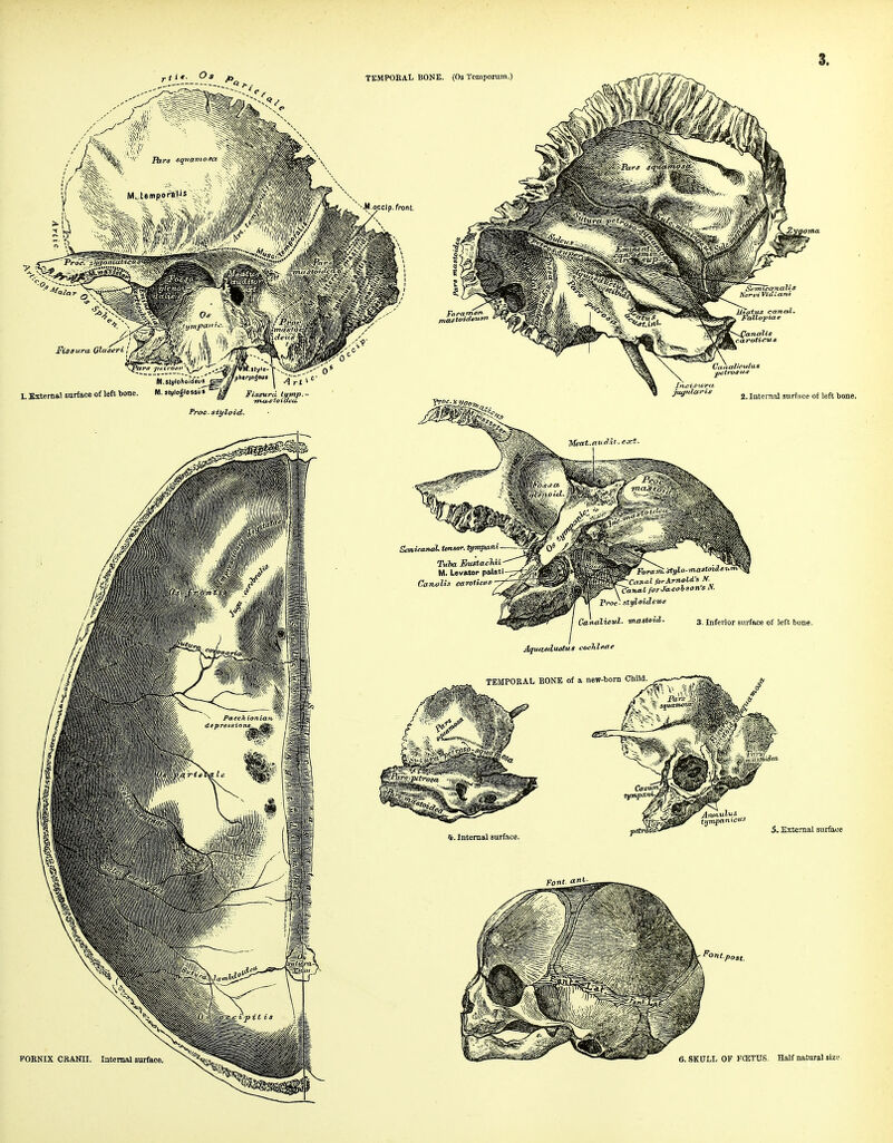 3. 2. Internal surface of left bone. 5. External surface POBNIX CRANII. Internal surface, 6. SKULL OF FfETUS. Half natural size
