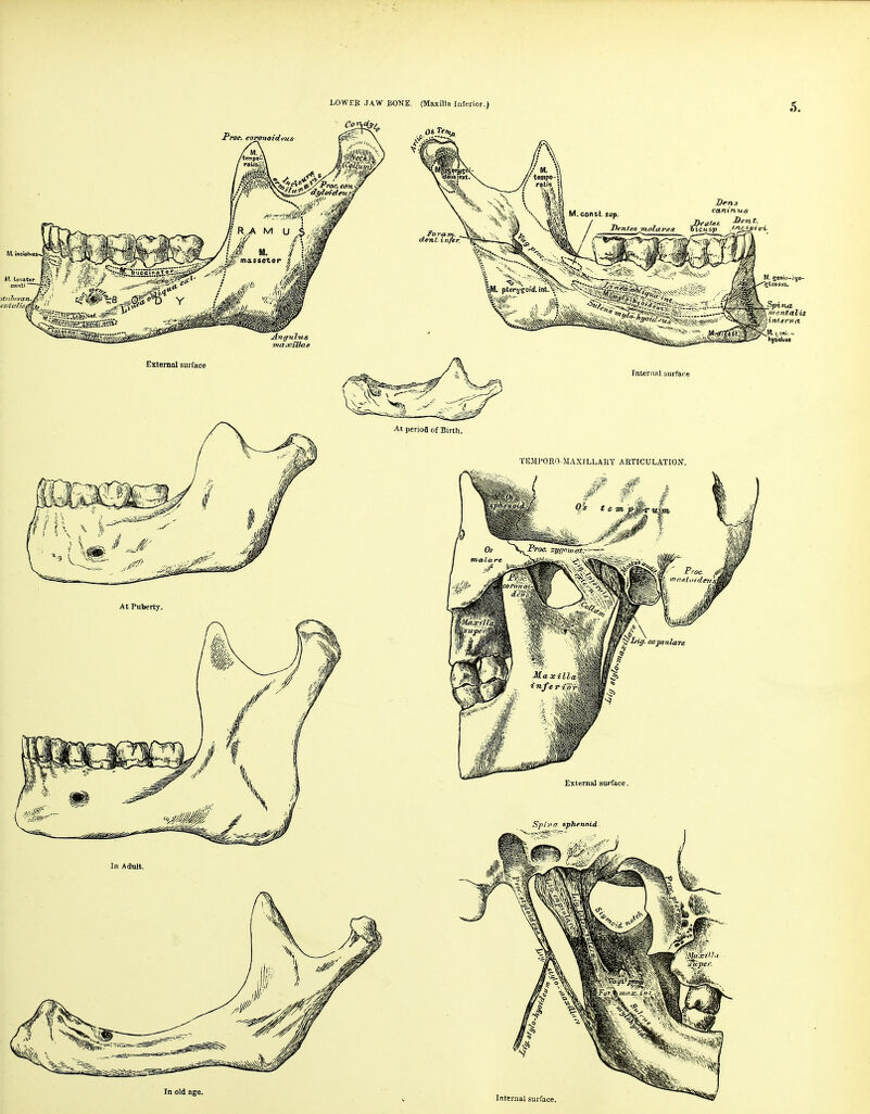 LOWEK JAW BOTfE. (Maxilla Inferior.) 5. canin-us In old age, Internal surface.