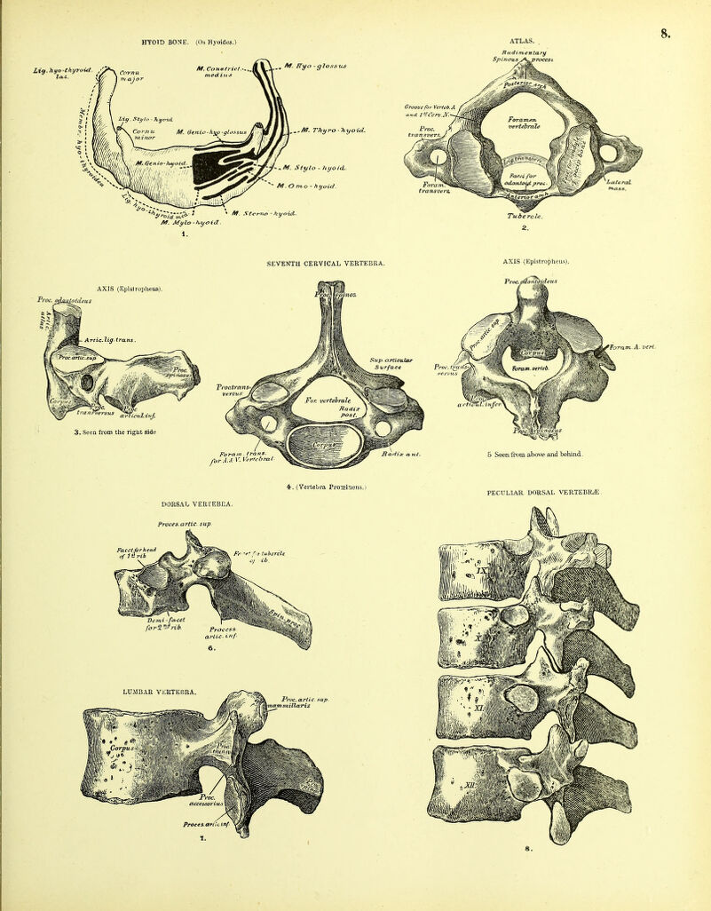 HTOID BONE. (Os Hyoides.) Lief, hyo-thyroid ^ Af. fTyo-glosstLS ,..M. Thyro-TiyoicL Af. Stylo ~ 1tyoi<L. M. Mylo - Kyo-iot. 1. ATLAS. , Rudim-entary Spinousj\j?Tx>cesi Groove for Vertei.A and I'SCen.A Fora transvers. Lute-rtiL SEVENTH CEEVICAL VERTEBRA. AXJS (Epislropheus), Fi'oc. o^ajUpide-us a.rticul.inf, 3. Seen from the right side AXIS (Epistropheus). Tor am. A. verl. Foram trans ^orA.Ji V. Vnrtcbral 5 Seen from above and behind. (Vertebra Pro^inens.) PECULIAR, DORSAL VERTEBRjE. DORSAL VERl'EBEA. Proces.artic. sup Facct.fi> ofjir r tubercle ib. W. fit-- ?%!*S5»v I) / [■*^ forfSrib. Process arlU. inf. 6, LUMBAR VlORTEIiRA