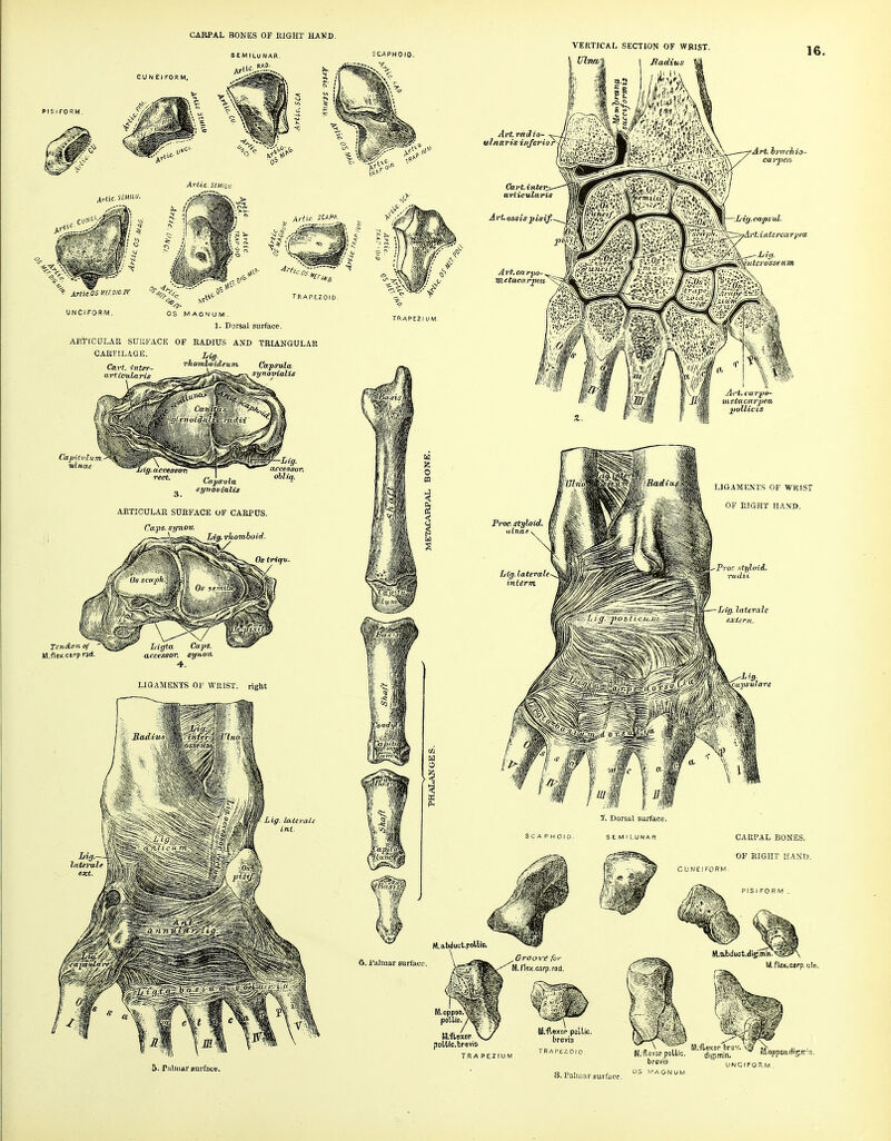 SEMILUNAR. CU N Et FOR M. ^ ArtiTosMiroieiv UNCIFORM OS MAGNUM. 1. Dorsal surface. ARTtCOLAU SmiFACE OF RADIUS ASD TBUNGULAR CAUTILAGE. i;^. Cart, inttr- rkomboideum CapsiUa artictiUiris _,a!*gSS&~.>^ synovialis Cajf/sula g synovialis aeticuLjUi subfage of carpus. Caps, synov. Lig. rhomboid. Os trt<fv~ Tendon of W.flex.carprad accessor, synov. 4. LICfAMENTS OF WRIST, right latcrali TRAPE2IUM. VERTICAL SECTION OF WRIST. Vlnn Art.railio- ulnar is inJcFior ■Art. hrirckio- carpen. l/iy.ca/^sul. rAi't.i lite rear pea 16 LIGAMENTS OF WRIST OF EIGHT HAND. S C A P H 01 D. Dorsal surface. SEMILUNA.R CUNEIFORM CARPAL BONES. OF RIGHT HAND. PIS I FO R M . 6. i'almar surtacc. M.abduut.poUic, M.flcxNC«rp.ijln. M.oppon poUic. Mftexop poUlc.hrevis TR A PEZIUM 5. Pitliiiar eurfate. TRAPEZOID 8. Palwav eurfiicc. ''^''^ UNCIFORM OS .VAGNUM