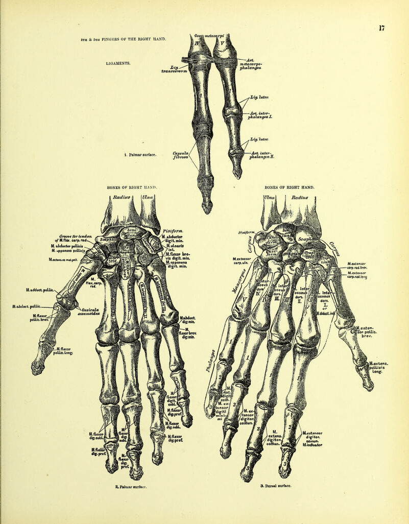 LIGAMENTS. transveKsvm I. Palmar surface. BONES OF EIGHT IIANP. Groop* for tendon, ofU.flen.curp.ndf M. abductor pollicis -^^ ✓Vi«BH M. tipponens P°l'l'<'l£^^J!Sbi M.extens.(is metpoK. Pisiform. M. abductop ngtt. min. M.ulnarl9 int. M.flexop bre- vis dig'it. min, M. opponens di|^it. min. M. adduct. pollic. M.obdttct. pollic, M.flexor^ pollic. brev. MAbduet. dig: min. r [flexor brev. dig*, min. -Art. metaearpo- plialangea M.extsnsor caip.rdd.trcv, M.extensor carp.raii.long M.ext«ns. polliois long. %. Palmar aurfauc. 3. Dorsal surface.