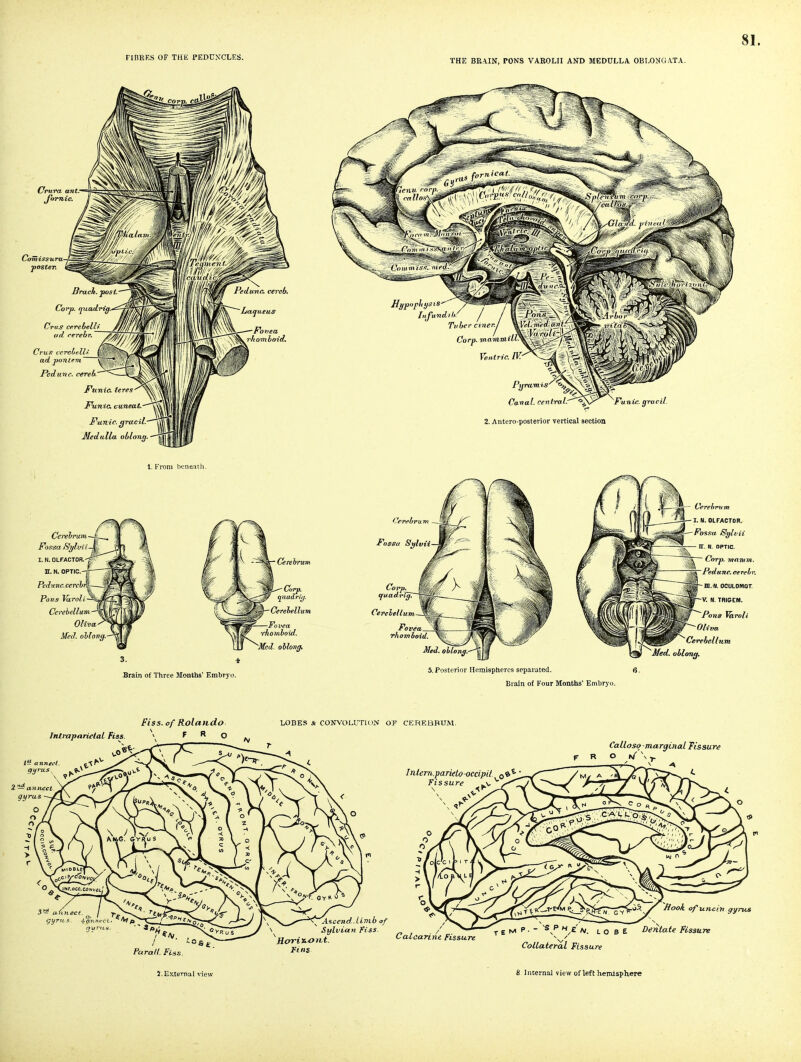 81. FIBRES OF THE PEDCNTCLF.S. YHE BRAIN, POKS VAROLII AND MEDULLA OBLO^JGATA. Cruva ant. jomic. Oomissura- •poste: Brach. Coi'p. quadng.- Cms crrebelli ad rerebr, Crus vevchftllt ad ponlem JPedtinc. cereb. Funic teres^'^^X Funic cuneat. Funic, gracil. Medulla oblong. Fovea r/iomboid. Canal, cenlral.^^ 2. Antero-posterior vertical section ic.gr 1. From beneath. Cerehruvi Fossa fiylvi; r. N. QLFACTOB, n. N. OPTIC. Pedunc.ceTih Pons Kiroli Cerebellum Oliva AM. oMong. Cerebrum 'Med. oblong^ 3. 4 Srain of Three Months' Embryo. Cerebellum Fovea Thorn boi Corp. mnmm. Pedtine. cereir, - m.fl. OCULOMOT. -V: N. TRISEM. Pons VciToli ~Oliva ^Cerebellum ^Med. oblong. 5. Posterior Hemispheres separated. Brain of Four Months' Embryo. J.External view 8 Internal view of left hemisphere