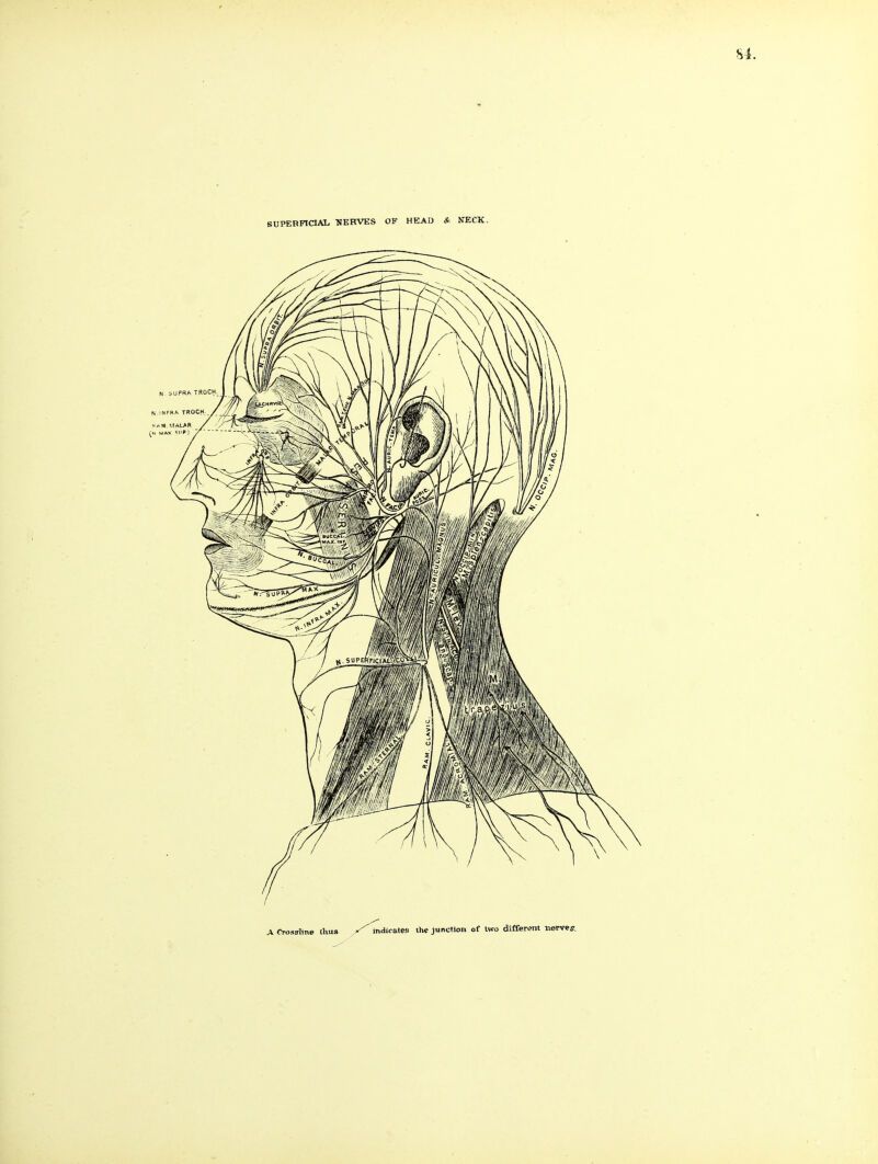 A Crossline thus X m'JicateB the junction of Iwo different nerves.