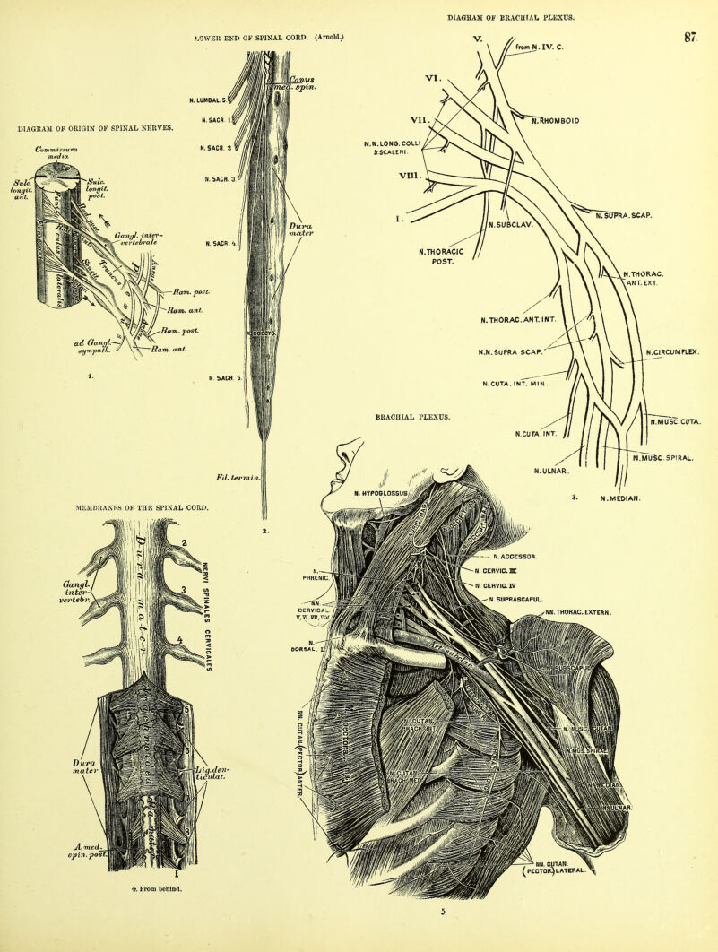 BXAGBAM OF BRACHIAL PLEXUS. LOWER END OF SPINAL COED. (Arnold.; IL Convis : spin from N. IV. C. DJAGKAM OF ORIGIN OF SPINAL NERVES. Umgit. ant. ^—Ram. post ^ ~^Ram. ant. Ram. post. ad Gangl.-~^f\ir\ sympatli.  \^ Ram. ant. MEMBRANES OF THE SPINAL CORD. GangL inter-^ vevteb) N.N.LONG. COLLI &SCALENI. N. SACfl. 5. Fit. tei'min.\ 'Llg.den- ticiilat. cpin.post. N.CIRCUMFLEX. N.MUSC.CUTA. N.MUSC.SPIRAL. From behind. 87. 5.