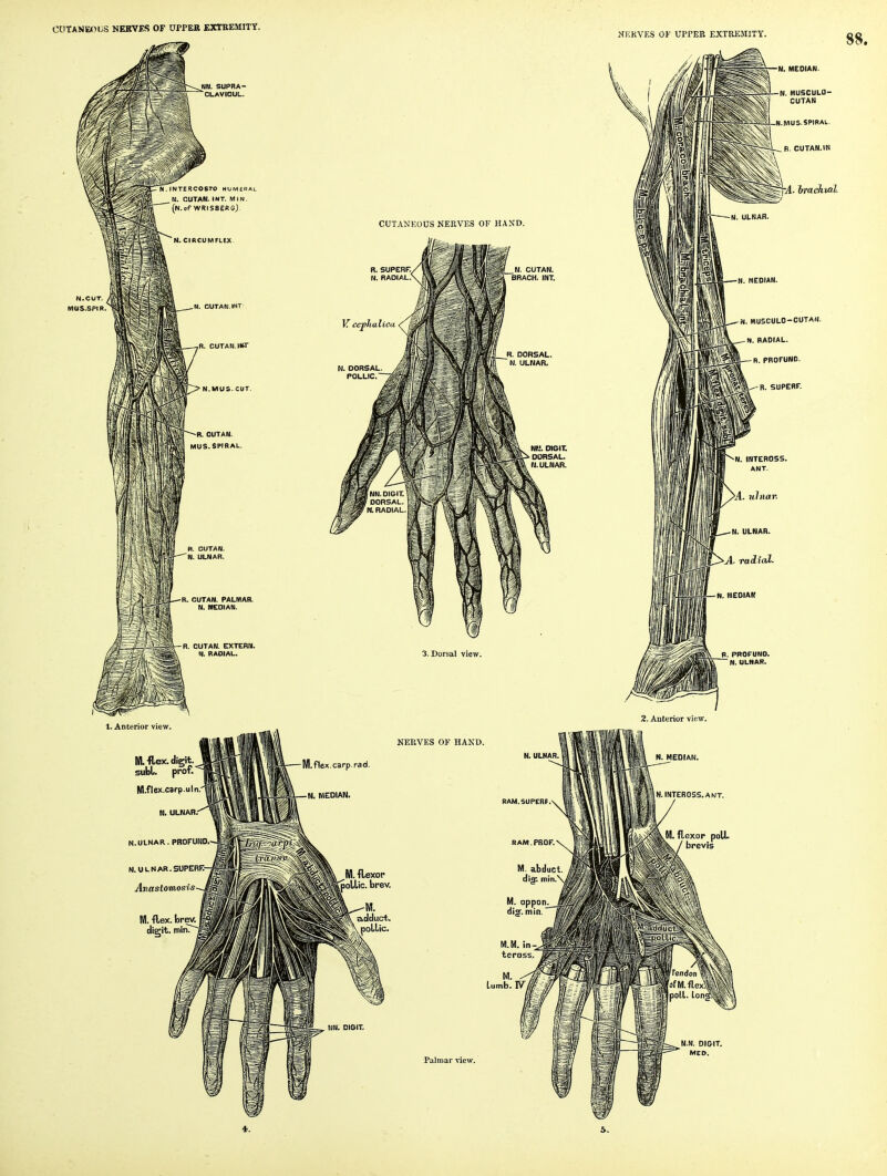 CaTANEOUS HEKVBS OF OPPEB EXTREMITY. NEKVES OF UPPER EXTREMITY. JIN. SUPRA- CLAVICUL. COSTO HUMERAL CUTAM. INT. MIN. (N.of WRISBERS) N. CIRCUMFLEX ,N. CUTAN.INT ,R. CUTAN.IW • N.MOS.CUT. -R. CUTAN. MUS. SPIRAL. -R. CUTAN. PALMAR. N. MEDIAN. -R. CUTAN. EXTERM. N. RADIAL. 1. Anterior view. CUTANEOUS NERVES OF HAND R. SUPERF. N. RADIAL V ccj>haCica N. DORSAL, POLLIC. . MU5CUL0-CUTAN. N. RADIAL, fl. PROFUNO. ^--•R. SUPERF. N. INTEBOSS. ANT. >j4. ulnar. N. ULNAR. ■A. radial. M.-flex, digit. subL. prof. M-flex.carp.uIn N. ULNAR, N.ULNAR. PROFUND, N. U L N AR. SUPERF:-^' Anastomos Nl. flex. carp, rad N. MEDIAN. JA. flexor poLlic. brev. Wl. flex, digit. N. MEDIAN. N. MUSCULO- CUTAN N.MUS. SPIRAL. R, CUTAN.IN -A- brachial. R. PROFUNO. N. ULNAR. Palmar view.