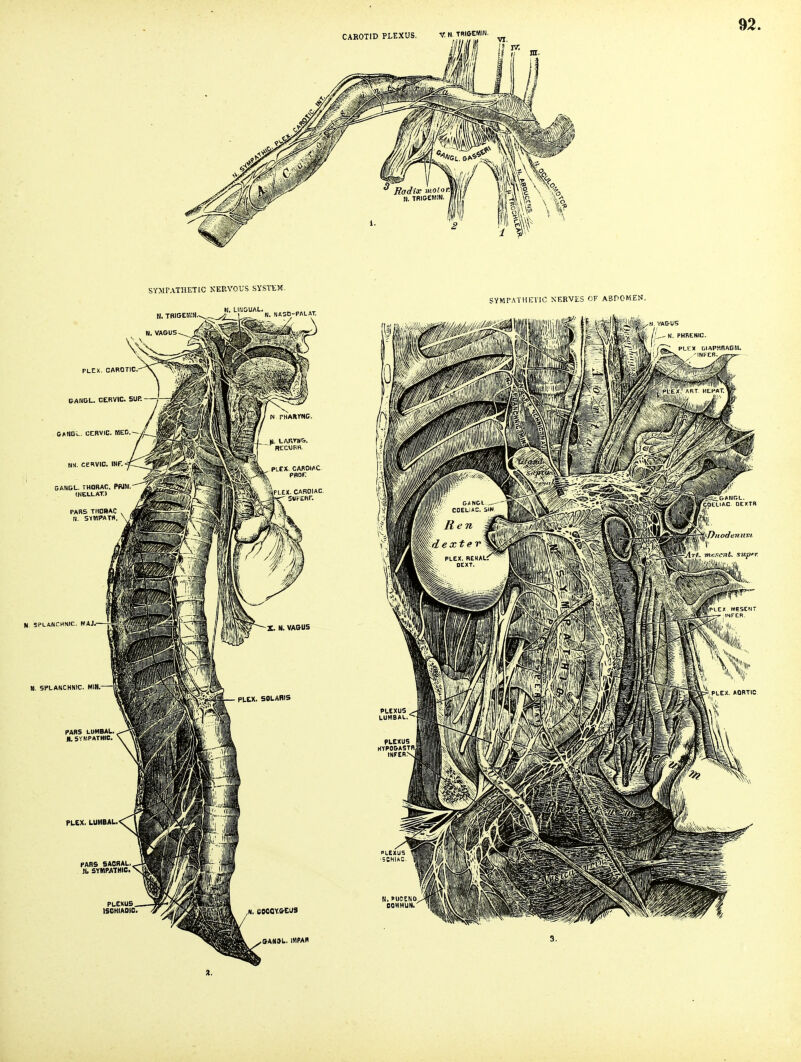 SYMPATHETIC NERVOUS SYSTEM. K. LIMOUAL. SYMPATHETIC NERVES OF ABDOMEN. H. TBIGEMIN N. VAG-US N. NftSd-PALAT. PLEX. CABOTIC BANGL. CERVIC. OANBL. CERVIC. mo.— CANGL. THORAC. PWM (NEI.LAT.) N. SPLANCHNIC. WAJ, M. SPLANCHNIC. MIH.- PLCX. LUMBAL, PARS SAQRAL, H. SYMPATHIC. PLEXUS ISCHIADIC, SANt»L. IMPAH