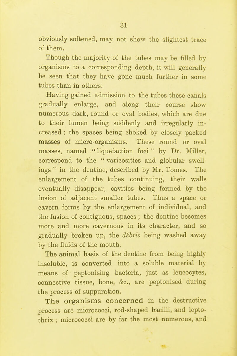 obviously softened, may not show the slightest trace of them. Though the majority of the tubes may be filled by organisms to a corresponding depth, it will generally be seen that they have gone much further in some tubes than in others. Having gained admission to the tubes these canals gradually enlarge, and along their course show numerous dark, round or oval bodies, which are due to their lumen being suddenly and irregularly in- creased ; the spaces being choked by closely packed masses of micro-organisms. These round or oval masses, named  liquefaction foci by Dr. Miller, correspond to the  varicosities and globular swell- ings in the dentine, described by Mr. Tomes. The enlargement of the tubes continuing, their walls eventually disappear, cavities being formed by the fusion of adjacent smaller tubes. Thus a space or cavern forms by the enlargement of individual, and the fusion of contiguous, spaces ; the dentine becomes more and more cavernous in its character, and so gradually broken up, the debris being washed away by the fluids of the mouth. The animal basis of the dentine from being highly insoluble, is converted into a soluble material by means of peptonising bacteria, just as leucocytes, connective tissue, bone, &c., are peptonised during the process of suppuration. The organisms concerned in the destructive process are micrococci, rod-shaped bacilli, and lepto- thrix ; micrococci are by far the most numerous, and
