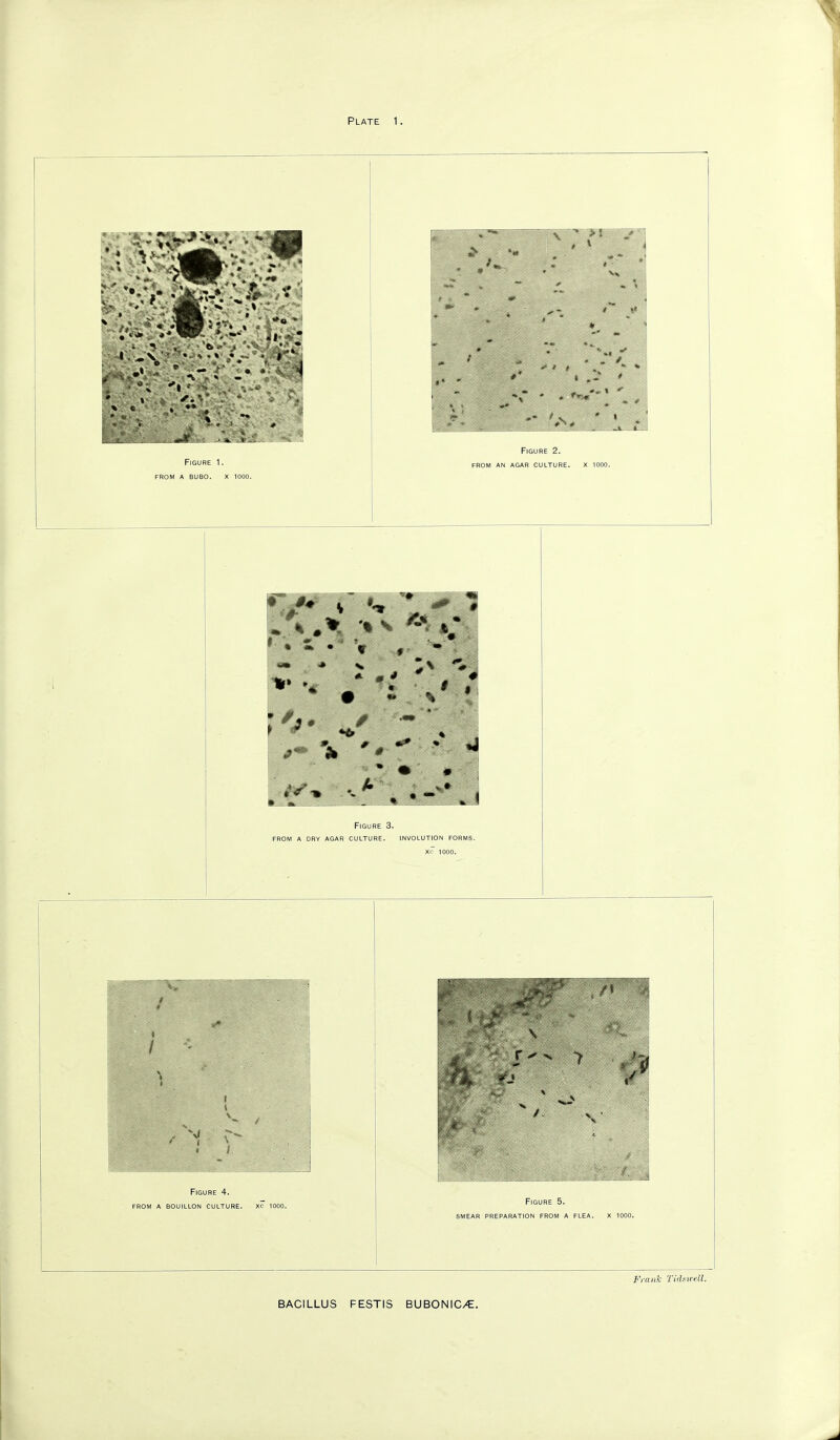 • • • Figure 3. from a dry agar culture. involution forms. XL- 1000. Figure 4. from a bouillon culture. xc 1000. Figure 5. SMEAR preparation FROM A FLEA. X 1000. Frank Tidswell.