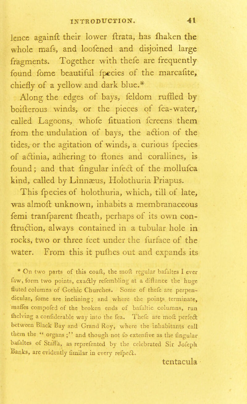 lence againft their lower flrata, has fhaken the whole mafs, and loofened and disjoined large fragments. Together with thefe are frequently found fome beautiful fpecies of the marcafite, chiefly of a yellow and dark blue.* Along the edges of bays, feldom ruffled by boifterous winds, or the pieces of fea-water, called Lagoons, whofe fituation fcreens them from the undulation of bays, the action of the tides, or the agitation of winds, a curious fpecies of aclinia, adhering to {tones and corallines, is found; and that fingular infect of the mollufca kind, called by Linnaeus, Holothuria Priapus. This fpecies of holothuria, which, till of late, was almoft unknown, inhabits a membranaceous femi tranfparent fheath, perhaps of its own con- ftniclion, always contained in a tubular hole in rocks, two or three teet under the furface of the water. From this it pulhes out and expands its * On two parts of this coaft, the moft regular bafaltes I ever faw, form two points, exactly refembling at a diftance the huge fluted columns of Gothic Churches. Some of thefe are perpen- dicular, fome are inclining; and where the points terminate, mattes compofed of the broken ends of bafaltic columns, run (helving a confiderable way into the fea. Thefe are moft perfect between Black Bay and Grand Roy, where the inhabitants call them the organs ; and though not fo extenfive as the fingular bafaltes of Staff'a, as reprefentcd by the celebrated Sir Joi'eph Banks, are evidently fiinilar in every refpect. tentacula