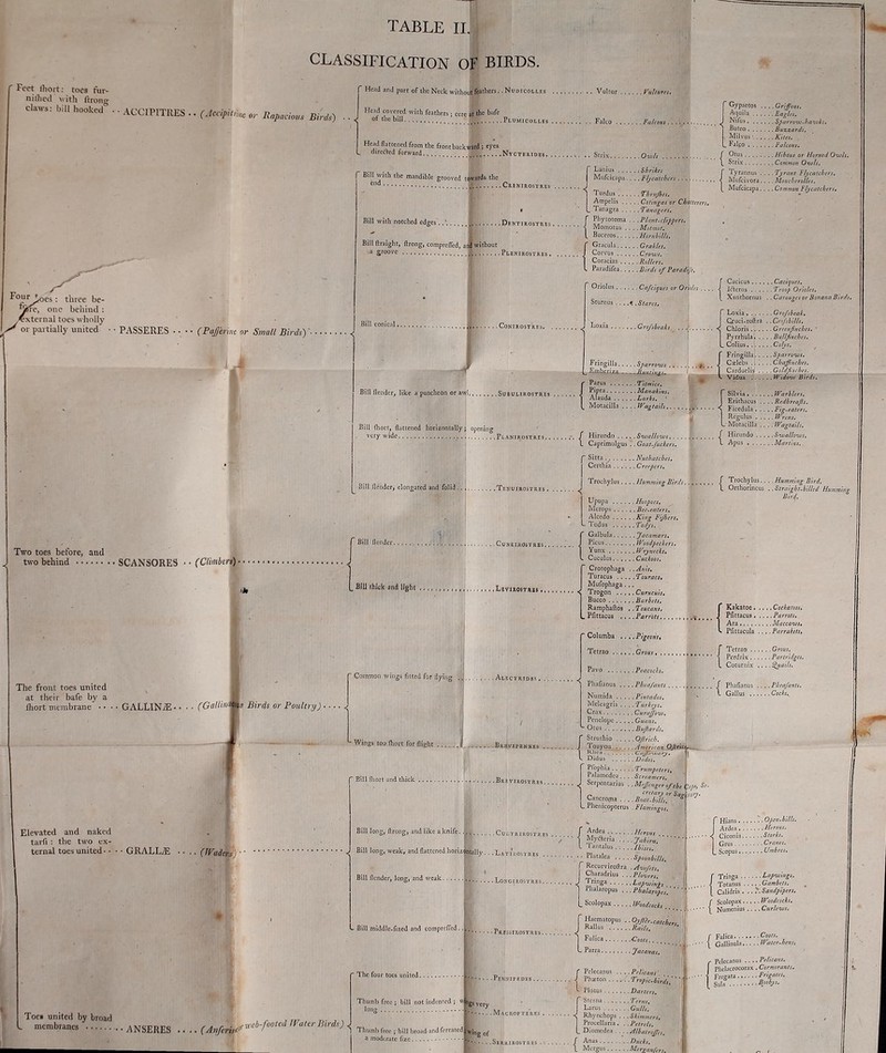 TABLE II. CLASSIFICATION OF BIRDS. ' Feet fhoit: toes fur- niilicd Mith fnong claws: l)iH hookea ACCIPITRES .. (Accipitmeor Rapacious Birds) Four^es : three be- ylfe, one behind : ^*xtei nal toes w holly or partially united ■ PASSERES .. • • (Paffermc or Small Birds)' Two toes before, and two behind ' SCANSORES (Climbers) ■ • • The front toes united at their bafe by a fliort membrane • • ■ GALLINiE- • • • fGallinms Birds or Poultry) ■ Elevated and naked tarfi : tlie two ex- ternal toes united ■ • GRALL;E .... (leaders) Toe« united by broad membranes Head and part of the Neck without feathers.. Nudicoll Head covered Vullur yttUurei, with feathers; cere at the bafe °f ■■i<=hill Plumicolles Faleo Head flattened from the frontbaekward i eyes L direfted forward Ntctehides. Bill with tlie mandible grooved towards the Crenieostres Bill with notched edges. .•. ^ Dentirostre Bill ftraight, ftrong, comprelTed, and without ^ groove Plenirostres r Gypaetos Grifmi. Aquila Er:}/es. Falcons J Nifils SfnrraiuJMivjii. '  I Butco Biizznriit. Mllvus' Kile. L Falco I'alcons. Ouils / Otus H'lhaiis or Horned Ovils. \ Strix Common Ovih. f Tyrannus .... Tyrnnt f lyctitcheyi, < Mufcivora.. .. il?(?fti:,6^>-£)//f;. [ IVlufcicapa.... Common Flycatcheri. Bill conical, Strix 0-vils Lailius , Shrikes IVlufcicapa.... Flycatchers . Turdus Thriijhet. Arapelis Cotingas or Chalhrc \_ Tanagra Tanagers. lycotoma . . .Plant.clippers. Momotus .... Molmot. 'Ueeros HornhUls. Gracula Grakles, Corvus Crows. Coracias Rollers. Paradifea Birtts ofParadife. [ Ph \ Mi [ Ba, Oriolus , Sturnus . J -CONIROSTRES . . . . Cnfc'iqiies or Orioles . Stares, Cijcicus Caciques. Jfterus Troop Orioles. Xantliornus .. Carouges orBonana Birds, Loxi? {Loxia Grofsbeah, Cruci-roftra . .Crn/sbllls. Chloris Grecufnches, Pyrrhula Bullfinches, Colius Colys. fFringiIla|. . . . .Sparroius. Cxlcbs .'. . . ..Chaffinches. L-c-mDcriza JiunUytg!. i j -ir Bill flender, like a puncheon or awl Subulirostres Bill Ihort, flattened horizontally; opening very wide Planirostres. I Pi] 1 ^' Parus Titmice. pra Manakins. ^f^: i^'^^- ./ I Erithacus .... Redbreajls. Motacilla .... Wagta:ls <{ pi.^dula Fig.eaters. Carduclis . . , . Goldfinches, . Vidua fVldo^v Birds. Silvia Warblen f Hirundo Sivailonvs.. . 1 Caprimiilgus .. Goat-fuckers. f Sitta Nuthatches, I Certhia Creepers, Rcgiilus f'^rt'us. L Motacilla IVagtails. / Hirundo Siuallo^jjs. \ Apus Martins. . . , . , ^ I Trochylus Hummwg Birds J ^xozhyXMi. . ^. Huinrning Bird. IJill ileiider, elongated and fohd Tenuirostres ^ L Orihorincus . .Straight.biUed TT, ti...... ^'''f- Hummii. Bill flender. ,Bm thiek flfidUght ; ~ Common wings tilted for flying Upupa Hoopoes, Mcrops Beccalers. Alcedo King Fijhers. ~ Todus Todys, Galbula Jacamars. .CuNEIROsTRES,. ...... .j ^^^^^ PVoodpeckers. Yunx y/rynecks» Cuculus Cuckoos. Crotophaga ..Auis, Turacus .... .Touraco, - Mufophaga .,, < Trogon . . . .Cnrncuis. Bucco Barbels. Ramphaftos ,. Toucan. Pfittacus Kakatoe. . Alectridbs , ^ * Columba Tctrao Grous, Pavo .Peacock. Cockatoot, Parrots \ P^^^cus Parrots, I Ara Maccaw* , ^ Pfittacula ,, .. Parrakets, .. Pigeon It r Tctrno Grous, \ Perdrix Partridges. L Coturriix ....^lails. Pliafianus Pheafants | Phafinnus Pheafants. ^AVings toomort for flight \ Erkvipen - Bill (liort and thick Ba EVIROSTRES . Numida Pintados. Melcagris Turkeys. Crax Curajfonj. Penelope Giians. ^ Otus Buftards, r Struihio Ojirich. J Touyou American OJ.ricL__, Didus Dodos. ! Pfopl^ Trumpeters^ Palamedea Scrta,ners. J Serpentarius ■ .Mrfiengero/the Cope, Se. cre/ary or Sa^ liury. t-ancroma Boat.bills. _ Plienicopterus . Flamingos. ' Gallus Cocks,^ Bill long, firong, and like a knife. , Cultrirostres Bill long, weak, and flattened horiz^ lilally. ,L Bill flender, long, and weak.. . Ardea Herons Myfteria . . . .J„bi,„'.  'antalus Ibises. n-italca Spoonbills. r Rccurviroftra .Avc/ets. I Charadrius . . . Plovers Lo.NClROSTRES J Tringa Lap-winis ^ Phalaropus . . .Phalarope's. L Scolopax modcoek, . Open-bills Storks. .... Cranes. - Bill middle-fized and comprefied. * The four toes united. Thumb free ; bill not indented ; long ■ ANSERES (Anfmf''''^'^^^^^^ Thumb free ; bin l.oad and ferrated ' a moderate fize. • Pressirostres. r Haematopus . .Oyfih.c„tche, J Rallus Rails, ] Fiilica -Coots L Parra Jacanas. • PlNN (Very .M, ACROPTERES . r Pelecanus . . J Phaeton .. . I- Plotus r StL'ina .... I Larus .... < Rhynchops Procellaria. l_ Diomedea . , . . Pelicans'. . . , . - Tropic, birdu . . Darters, . . Terns, . . Gulls. . . Skimmers. . . Petrels. -Mbatroffes. f Tringa Lapivings. I Totanus Gambets. \ Calidris . , .'^.Sandpipers. -Serrirostres . / Anas Ducks. 1 Mergus Merganfcrs. Scolopax Woodcocks, ' 1 Numenius .. . .C»r/?atf/. I Fulica. . . _ . Coots. Galiinula ff^ater-hens. pc'lecanus .... Pelicans. plielacrocorax . Cormorants. Fregata Frigates. Sal.. 4^=4^^-