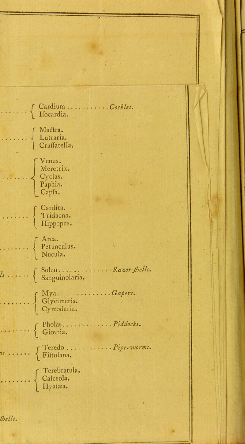 { Cardiuni . . Cockles. Ifocardia. Maftra. Lutraria. Craffatella.  Venus, Meretrix. J Cyclas. Paphia. Capfa. r Cardita. } Tridacna. ippopus. \ Hi Area. / Petunculus. 1^ Nucula. Solen Razor Jhells Sanguinolaria. Mya Gapers. Glycimeris. Cyrtodaria. r Pholas. . . . : Piddocks. Y Gioenia. { Teredo Pipe-iuorms Filtulana. Terebratula. Calceola. Hyalaja.