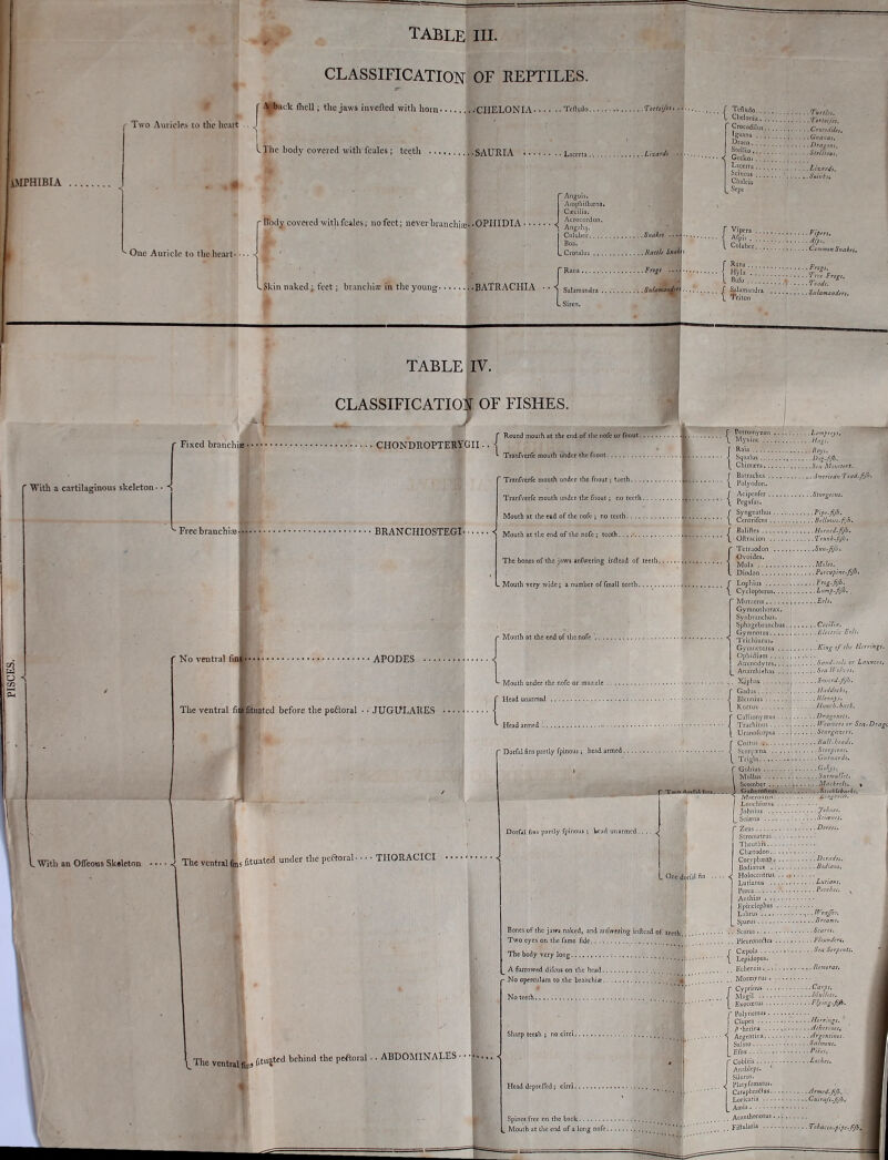CLASSIFICATION OF REPTILES. .ck (liell; the jaws iiivefted with horn .'CHELONIA Tcftudo ^ rcruV' AMPHIBIA the heart . J Two Auiiclfs to the hoart - m m One Auricle to theheai t— m L The body covered with fcales; teeth SAURlA Li paccrta Lizard' Skin naked; feet; brancliice in the young BATRACHIA ■ • ~ Anguis. Ampiiilbxna. Cieuilia. Acrocordon. < Angnh.,. 1 Coluber Siiahi Boa. RallU Smh Snlamsn^ri L Siren. I Clicloiii; r»,/.'„. ^ _ Ttrloif,,. rCrocodilus C,,n.r,l„. C»«,,„,, iJraco I Stcllio , . \ Ccckoi ■■^.^.■^.'^.Liznrdu 5,™.' S^wk,^ ^nalcis Seps Vipcra Colubei r Rana... Hjia ;:: I nufo r Mamandra Salama„d.. \ Triton . Vipir,. ■VP'- ■ Common Stiaiei, . / l ee brogi. ' Fixed branchia • TABLE IV. CLASSIFICATION OF FISHES CHONDROPTERYGII ' With a cartilaginous skeleton ■ • H m ' Freebranchii BRANCHIOSTEGI- I 41 ' No ventral fin •APODES The ventral fi fituatcd before the pedoral ■ ■ .TUGULARES ^With an Ofleous Skeleton i The ventral 6ns Wuated under the peftoral • • • • THORACICI ^The ventralfi,„ (■''i**'^ '' ^BDOMINALES ■ r •■{ Round mouih at the end of tlic nofe or fnout. Tranfverfe mouth under the fnout  Tranfverfe mouth under the fnout; teeth.. .. Tranfverfe mouth under the fnout; no teeth, Mouth at the end of the nofe ; no teeth Mouth at the end of the nofe ; teeth The bones ofthcjawi anfweting inftcid of tectli. _ Moutli very wide; a number of fmall lecth ■ Mouth at the end of the nofe . ■ Mouth under the nofe or mu7,zlc . Head unarmed Head armfd . ■ Dorfjl fins partly fpinous; head armed. (Pctromyzovi .. .. : Lamprrj u Myxiiic Hcgs. [ Raia • Rtjjs. ■ -j Squalus ■i'^^-Z/j. [ Chimscra Stti Moiistert. f Balrachus Amencanload-fijh. \ Folyndon. \ Acipcnfcr Slnrgeont. \ Pi-'gafus. {Syngnathus -,. ,T\pe~fiJh. Cenirifciis Bellmus-fjh. r Balifles Horned-fjh. ■ L Oft rat: ion Tritnk-Jip. Tt'trjodon &un~jijh. Ovoides. Mola MqUs. Diodon Porcuplnc.0y, Lophius ^^'>g-fijb' Cyclopterus Lump-fij7>. Mur.iciia i.cl(. Gymnothorax. Syiibranchus. Sphagehr.mchus Cec'tVid. Gymnotus , EUctnc Eds. Trichiurus. Gymiietcrus Khig of ihi Hirrikgs. Opliidium . . Ammcdytes San<i-cch or Lcuttces, Anarrhiehas ^cc Jlol^. cs. XjphilS ^ Siwrd-fiP. Gadus..; hltddocki, Hntich-back. Cullionymus ... J .... : - Drngoiielt, ~ '■ ff^cttwri or S^a-Dr/Tgi {Gadi Blcni Kurt {Cullionymi Trachimis Urjuofcopi r Cottu' i Scorpa I TrigW ,rdi. .Goh. Gobvus Mullus HurmuUct. Scomber Mnckrels. , Gaftcroftcus &l\ckUhacks. Dorfal fins partly fpinout; Ucnd unarmed.. ^ One dorr:it fi f Two dotfal fins , _ . , 1 LoDciiJuni* j Johniiis .. i_ Sclffiiia ... ■ Ztus Doreti. Stromntcus .' Tlicuthis Clirtodoi) CorvphajnD. Doradis. Uod'ianus Badiam, Hoiocciitrus. Lutiaiius Littians. Pcrca Pitches. ^ Anthias Epiiiek-phus L^iin-us Sparus Breami, Bones of the jaws naked, and nnfwerlng inftcid of teeth l Scarus Scares. Two eyes on the fame fide i ,. plcurOneftes Flounders. T-^toayv.r.w {St- A furrowed difcus on tlie head Echeneis. .. : Rcmi^Tai, Morroyni Cyprinus Mugil .' Exoccciui No operculum to the branchiz. ♦ No teeth -4 [ Sharp teeth ; Head dcprcficd; cirri. Spines free on the back _ Momh at the end of a long nofe. C->P^- MulUis. i'lyii's-/'/'- r Polyncmus I Ciupea Htrrhigs. ' ■ /S'herina , Athertucs. Argentina Argenlines. Salmo Snh/tons. Efo.v P'i:^'. f Cobitis Loches, - An-ibli'ps. ' Siluruv plaiyfomatus. I Catiiphra»?tus Armed-fifi. Loriciria Cit'irafs.JiJh. L Aniia Acnnthonoius . Fiftula'''^ Tobacco.pipt^j