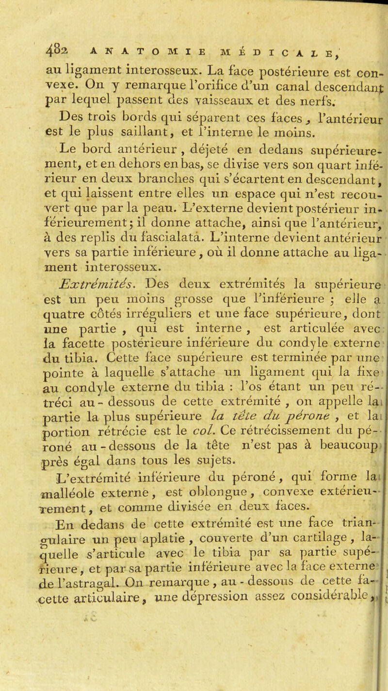 au ligament interosseux. La face postérieure est con- vexe. On y remarque l'orilice d'un canal descendant par lequel passent des vaisseaux et des nerfs. Des trois bords qui séparent ces faces 3 l'antérieur est le plus saillant, et l'interne le moins. Le bord antérieur , déjeté en dedans supérieure- ment, et en dehors en bas, se divise vers son quart infé- rieur en deux branches qui s'écartent en descendant, et qui laissent entre elles un espace qui n'est recou- vert que parla peau. L'externe devient postérieur in- férieurement j il donne attache, ainsi que l'antérieur, à des replis du fascialatà. L'interne devient antérieur vers sa partie inférieure, où il donne attache au liga- ment interosseux. Extrémités. Des deux extrémités la supérieure est un peu moins grosse que l'inférieure ^ elle a quatre côtés irréguliers et une face supérieure, dont une partie , qui est interne , est articulée avec j la facette postérieure inférieure du condyle externe du tibia. Cette face supérieure est terminée par une pointe à laquelle s'attache un ligament qui la fixe au condyle externe du tibia : l'os étant un peu ré-- tréci au - dessous de cette extrémité , on appelle lai partie la plus supérieure la tête du péroné , et lai portion rétrécie est le col. Ce rétrécissement du pé- roné au-dessous de la tête n'est pas à beaucoup, près égal dans tous les sujets. L'extrémité inférieure du péroné, qui forme lai malléole externe, est oblongue, convexe extérieu- Tement, et comme divisée en deux faces. En dedans de cette extrémité est une face trian- gulaire un peu aplatie , couverte d'un cartilage, la- ; quelle s'articule avec le tibia par sa partie supé- rieure, et par sa partie inférieure avec la face externe? ^ de l'astragal. -On remarque , au - dessous de cette fa- ^ cette articulaire, une dépression assez considérable;|, ^