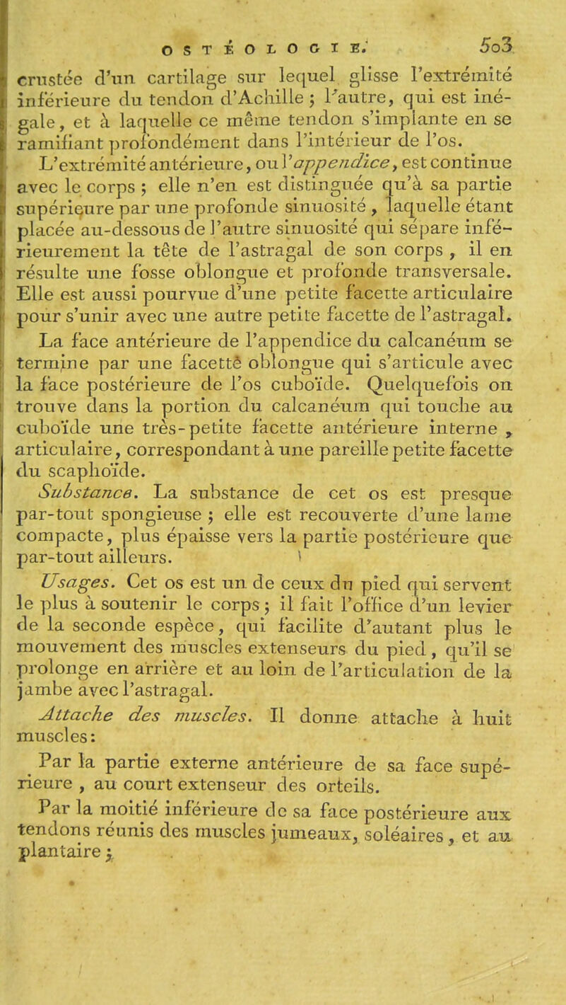 crustée d'un cartilage sur lequel glisse l'extrémité inférieure du tendon d'Achille j l^autre, qui est iné- gale, et à laquelle ce même tendon s'implante en se ramifiant profondément dans l'intérieur de l'os. L'extrémité antérieure, ou l'û/T^^/^^ic*?, est continue avec le corps ; elle n'en est distinguée qu'à sa partie supérieure par une profonde sinuosité , laquelle étant placée au-dessous de l'autre sinuosité qui sépare infé- rieurement la tête de l'astragal de son corps , il en résulte une fosse oblongue et profonde transversale. Elle est aussi pourvue d'une petite facette articulaire pour s'unir avec une autre petite facette de l'astragal, La face antérieure de l'appendice du calcanéum se termine par une facetté oblongue qui s'articule avec la face postérieure de l'os cuboïde. Quelquefois on trouve dans la portion du calcanéum qui touche au cuboïde une très-petite facette antérieure interne ^ articulaire, correspondant à une pareille petite facette du scaphoïde. Substance. La substance de cet os est presque par-tout spongieuse j elle est recouverte d'une lame compacte, plus épaisse vers la partie postérieure que par-tout ailleurs. * Usages. Cet os est un de ceux du pied qui servent le plus à soutenir le corps j il fait l'oflice d'un levier de la seconde espèce, qui facilite d'autant plus le mouvement des muscles extenseurs du pied, qu'il se prolonge en arrière et au loin de l'articulation de la jambe avec l'astragal. Attache des muscles. Il donne attache à huit muscles: ^ Par la partie externe antérieure de sa face supé- rieure , au court extenseur des orteils. Par la moitié inférieure de sa face postérieure aux tendons réunis des muscles jumeaux, soléaires, et au plantaire