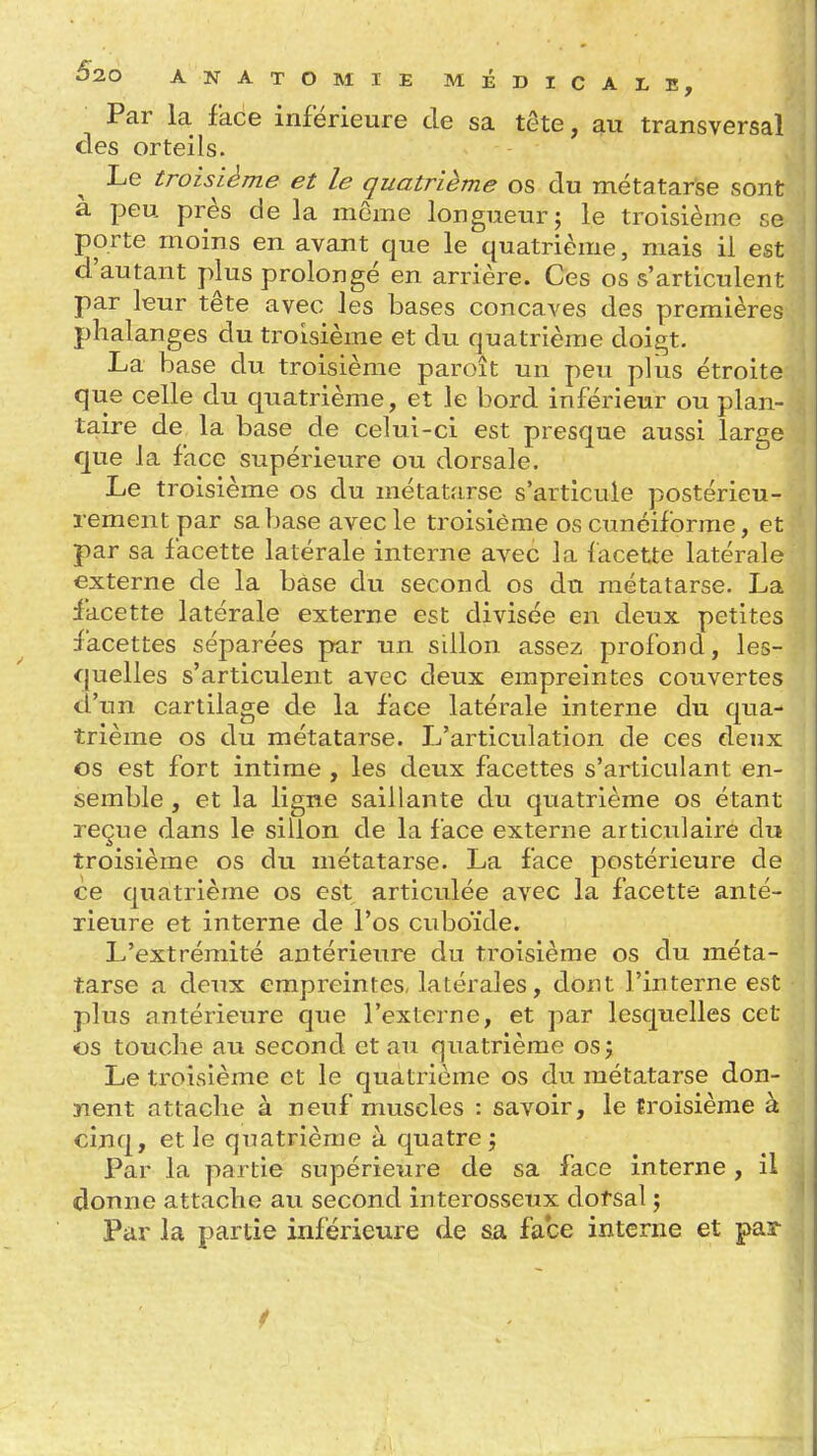 Par la face inférieure de sa tête, au transversal des orteils. Le troisième et le quatrième os du métatarse sont à peu près de la môme longueur; le troisième se porte moins en avant que le quatrième, mais il est d'autant plus prolongé en arrière. Ces os s'articulent par leur tête avec les bases concaves des premières phalanges du troisième et du quatrième doigt. La base du troisième paroît un peu plus étroite que celle du quatrième, et le bord inférieur ou plan- taire de la base de celui-ci est presque aussi large que la face supérieure ou dorsale. Le troisième os du métatarse s'articule postérieu- rement par sa base avec le troisième os cunéiforme, et par sa facette latérale interne avec la lacette latérale externe de la base du second os dn métatarse. La facette latérale externe est divisée en deux petites facettes séparées par un sillon assez profond, les- quelles s'articulent avec deux empreintes couvertes d'un cartilage de la face latérale interne du qua- trième os du métatarse. L'articulation de ces deux os est fort intime , les deux facettes s'articulant en- semble , et la ligne saillante du quatrième os étant reçue dans le sillon de la face externe articulaire du troisième os du métatarse. La face postérieure de ce quatrième os est articulée avec la facette anté- rieure et interne de l'os cuboïde. L'extrémité antérieure du troisième os du méta- tarse a deux empreintes, latérales, dont l'interne est plus antérieure que l'externe, et par lesquelles cet os touche au second et au quatrième os; Le troisième et le quatrième os du métatarse don- nent attache à neuf muscles : savoir, le troisième à cinq, et le quatrième à quatre; Par la partie supérieure de sa face interne , il donne attache au second interosseux dotsal ; Par la partie inférieure de sa face interne et par