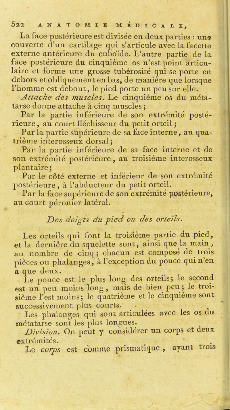 La face postérieure est divisée en deux parties : un® couverte d'un cartilage qui s'articule avec la facette externe antérieure du cuboïde. L'autre partie de la face postérieure du cinquième os n'est point articu- laire et forme une grosse tubérosité qui se porte en dehors et obliquement en bas, de manière que lorsque l'homme est debout, le pied porte un peu sur elle. Attache des muscles. Le cinquième os du méta- tarse donne attache à cinq muscles j Par la partie inférieure de son extrémité posté- rieure , au court fléchisseur du petit orteil ; Par la partie supérieure de sa face interne, au qua- trième interosseux dorsal j Par la partie inférieure de sa face interne et de son extrémité postérieure, au troisième interosseux plantaire; Par le côté externe et inférieur de son extrémité postérieure, à l'abducteur du petit orteil. Par la face supérieure de son extrémité postérieure, au court péronier latéral. Des doigts du pied ou des orteils. Les orteils qui font la troisième partie du pied, et la dernière du squelette sont, ainsi que la main^ au nombre de cinq; chacun est composé de trois pièces ou phalanges, à l'exception du pouce qui n'en a que deux. Le pouce est le plus long des orteils; le second est un peu moins long, mais de bien peu; le troi- sième l'est moins; le quatrième et le cinquième sont successivement plus courts. Les phalanges qui sont articulées avec les os du métatarse sont les plus longues. Division. On peut y considérer un corps et deux extrémités. Le corps est comme prismatique , ayant trois