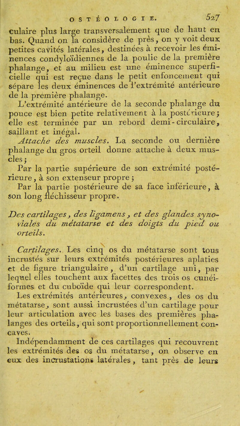 culaire plus laree trapsversalement que de haut en bas. Quand on la considère de près, on y voit deux petites cavités latérales, destinées à recevoir les émi- nences condyloïdiennes de la poulie de la première phalange, et au milieu est une éminence superfi- cielle qui est reçue dans le petit enfoncement qui sépare les deux éminences de l'extrémité antérieure de la première phalange. L'extrémité antérieure de la seconde phalange du pouce est bien petite relativement à la postérieure5 elle est terminée par un rebord demi - circulaire, saillant et inégal. Attache des muscles. La seconde ou dernière phalange du gros orteil donne attache à deux mus- cles ) Par la partie supérieure de son extrémité posté- rieure , à son extenseur propre j Par la partie postérieure de sa face inférieure, à son long fléchisseur propre. Des cartilages f des lîgamens, et des glandes syno- viales du métatarse et des doigts du pied ou orteils. Cartilages. Les cinq os du métatarse sont tous incrustés sur leurs extrémités postérieures aplaties et de figure triangulaire, d'un cartilage uni, par lequel elles touchent aux facettes des trois os cunéi- formes et du cuboïde qui leur correspondent. Les extrémités antérieures^ convexes , des os du métatarse^ sont aussi incrustées d'un cartilage pour leur articulation avec les bases des premières pha- langes des orteils, qui sont proportionnellement con- caves. Indépendamment de ces cartilages qui recouvrent les extrémités des os du métatarse, on observe en eux des incrustation» latérales, tant près de leurs