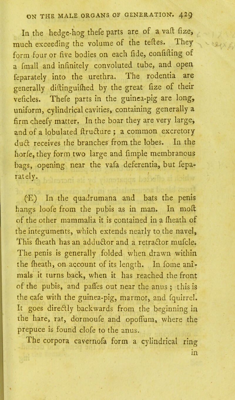 In the hedge-hog thefe parts are of a vafl: fize, much exceeding the volume of the tefles. They form four or five bodies on each fide, confiding of a fmall and infinitely convoluted tube, and open feparately into the urethra. The rodentia are generally diflinguifhed by the great fize of their veficles. Thefe parts in the guinea-pig are long, uniform, cylindrical cavities, containing generally a firm cheefy matter. In the boar they are very large, and of a lobulated ftruclure ; a common excretory dudt receives the branches from the lobes. In the horfe, they form two large and fimple membranous bags, opening near the vafa deferentia, but fepa- rately. ' (E) In the quadrumana and bats the penis hangs loofe from the pubis as in man. In moll of the other mammalia it is contained in a (heath of the integuments, which extends nearly to the navel. This flieath has an addu£lor and a retractor mufcle. The penis is generally folded when drawn within, the (heath, on account of its length. In fome ani- mals it turns back, when it has reached the front of the pubis, and palfes out near the anus ; this is the cafe with the guinea-pig, marmot, and fquirrel. It goes diretftly backwards from the beginning in the hare, rat, dormoufe and opolTum, where the prepuce is found clofe to the anus. The corpora cavernofa form a cylindrical ring in