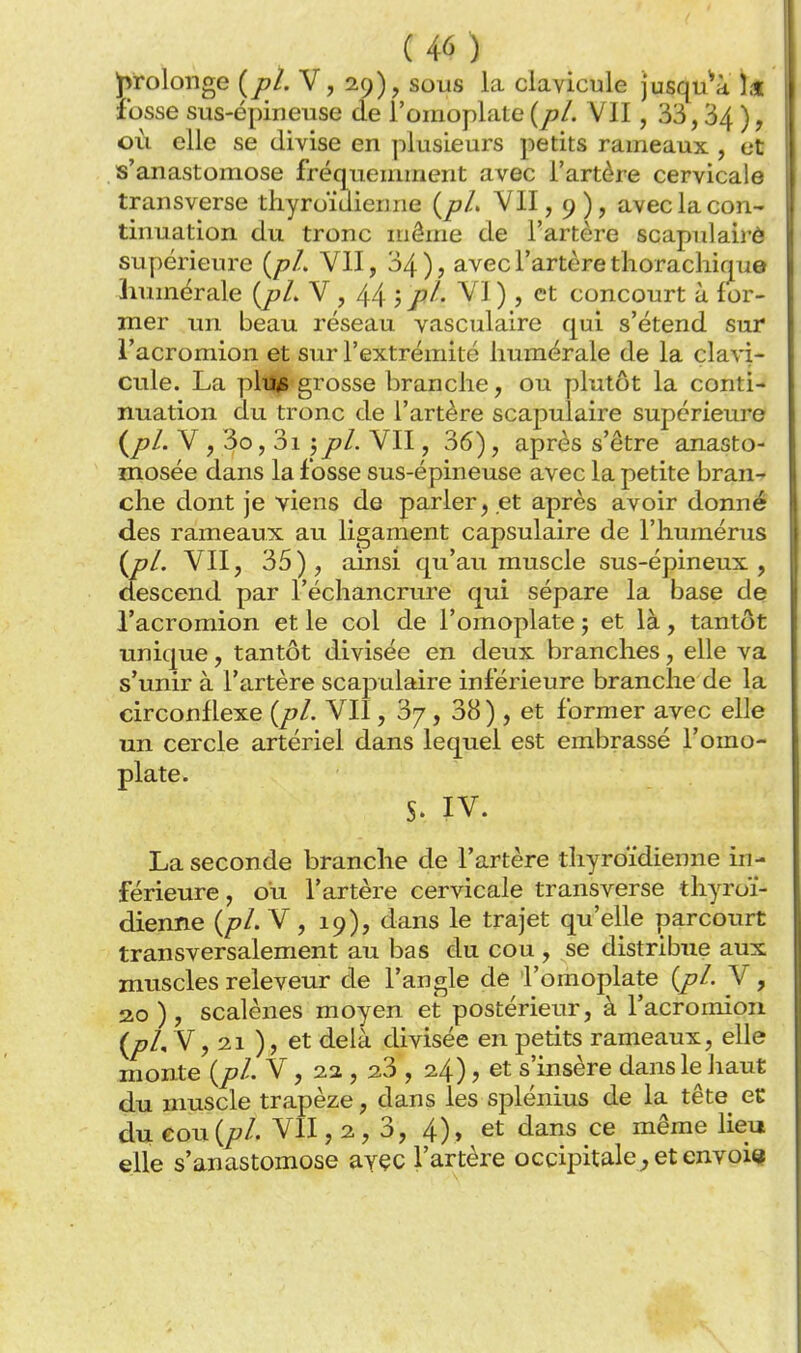 J^rolonge {pl. V, 29), sous la clavicule jusqu^à It fosse sus-épineuse de l'omoplate (y?/. VII, 33,34 ), où elle se divise en plusieurs petits rameaux , et s'anastomose fréquemment avec l'artère cervicale transverse thyroïdienne i^pL VII, 9), avec la con- tinuation du tronc iriême de l'artère scapulairè supérieure (/?/. VU, 34 ), avec l'artère thorachique humérale V , 44 j p^- ^1 ) > concourt à for- mer un beau réseau vasculaire qui s'étend sur l'acromion et sur l'extrémité humérale de la clavi- cule. La plu* grosse branche, ou plutôt la conti- nuation du tronc de l'artère scapulairè supérieure i^pl. V , 3o, 3i jpl. VII, 36), après s'être anasto- mosée dans la fosse sus-épineuse avec la petite bran- che dont je viens de parler, et après avoir donné des rameaux au ligament capsulaire de l'humérus i^pl. VII, 35), ainsi qu'au muscle sus-épineux, descend par l'échancrure qui sépare la base de l'acromion et le col de l'omoplate ; et là, tantôt unique, tantôt divisée en deux branches, elle va s'unir à l'artère scapulairè inférieure branche de la circonflexe {pl. VII, 3/, 38 ) , et former avec elle un cercle artériel dans lequel est embrassé l'omo- plate. S. IV. La seconde branche de l'artère thyroïdienne in- férieure, ou l'artère cervicale transverse thyroï- dienne {pl. V, 19), dans le trajet qu'elle parcourt transversalement au bas du cou , se distribue aux muscles releveur de l'angle de l'omoplate {pl. V, 20), scalènes moyen et postérieur, à l'acromion {pL^, 21 ), et delà divisée en petits rameaux, elle monte {pl. V, 2a , 23 , 24), et s'insère dans le haut du muscle trapèze, dans les splénius de la tête et du eou{pl. VII, 2, 3, 4), et dans ce même lieu elle s'anastomose ayçc l'artère occipitale^ et envoie