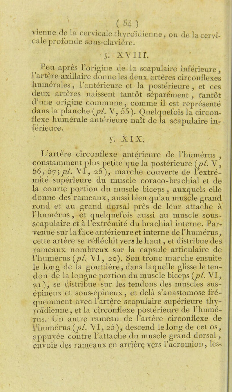 vienne dp la cervicale ihyroidienne, ou de la cervi- cale profonde sous-claviére. S. xviir. Vgw après l'origine de la scapulaire inférieure, l'artère axillaire donne les deux artères circonflexes Imniérales, l'antérieure et la postérieure , et ces deux artères naissent tantôt séparément , tantôt d'une origine commune, comme il est représenté dans la planche {pl. V, 55). Quelquefois la circon- flexe huiuérale antérieure naît de la sCapulaire in- férleure. L'artère circonflexe antérieure de Tliumérus , constamment plus petite que la postérieure {pl. V, 56, 5.7 jpl. VI, 26), marche couverte de l'extré- mité supérieure du muscle coraco-brachial et de la courte portion du muscle biceps, auxquels elle donne des rameaux, aussi bien qu'au muscle grand rond et au grand dorsal près de leur attache à l'humérus, et quelquefois aussi au muscle sous- çcapulaire et à l'extrémité du brachial interne. Par-r venue sur la face antérieure et interne de l'humérus, çette artère se réfléchit vers le haut, et distribue des rameaux nombreux sur la capsule articulaire de l'humérus {pl. VI, 20). Son tronc marche ensuite le long de la gouttière, dans laquelle glisse le ten- don de la longue portion du muscle biceps {pl. VI, 2.1), se distribue sur les tendons des muscles sus- épineux et sous-épineux, et delà s'anastomose fré- quemment avec l'artère scapulaire supérieure thy- ]foïdienne, et la circonflexe postérieure de l'humé- rus. Un autre rameau de l'artère circonflexe de riiumérus {pl. VI, 2,5), descend le long de cet os, appuyée contre l'attache du muscle grand dorsal, euvoie des rauAcaux en arrière vers l'acromion, les-n