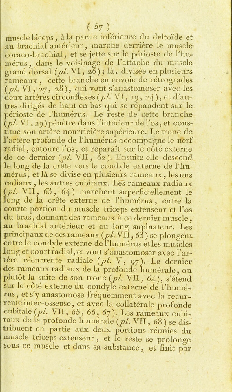 miîscle biceps, à la partie inférieure du deltoïde et au brachial antérieur, marche derrière le muscle coraco-bracliial, et se jette sur le périoste de ^hu- mérus, dans le voisinage de l'attache du muscle grand dorsal (/?/. VI, 26); là, divisée en plusieurs rameaux , cette branche en envoie de rétrogrades (p/. VI, 27, 28), qui vont s'anastomoser avec les aeux iartères circonflexes (j?/. VI, 19, 24), et d'au- tres dirigés de haut en bas qui se réj^andent sur le périoste de l'humérus. Le reste de cette branche {pL VI, 29) pénètre dans l'intérieur de l'os, et cons- titue son artère nourricière supéiieure. Le tronc de l'artère profonde de l'humérus accompagne le nerf radial, entoure l'os, et reparaît sur le côté externe de ce dernier (^/. Vil, 62). Ensuite elle descend le long de la crête vers le condyle externe de l'hu- mérus, et là se divise en plusieurs rameaux, les uns radiaux, les autres cubitaux. Les rameaux radiaux (p/. VU, 63, 64) marchent superficiellement le long de la crête externe de l'humérus , entre la courte portion du muscle triceps extenseur et l'os du bras, donnant des rameaux à ce dernier muscle, au brachial antérieur et au long supinateur. Les principaux de ces rameaux {pl. VII, 63 ) se plongent entre le condyle externe de l'humérus et les muscles long et court radial, et vont s'anastomoser avec l'ar- tère récurrente radiale (pl. V, 97). Le dernier des rameaux radiaux de la profonde liumérale, ou phitôt la suite de son tronc (pl. VII, 64), s'étend sur le côté externe du condyle externe de l'humé- rus, et s'y anastomose fréquemment avec la récur- rente inter-osseuse, et avec la collatérale profonde cubitale (pl. VII, 65, 66, 67). Les rameaux cubi- taux de la profonde humérale (pl. VII, 68 ) se dis- tribuent en partie aux deux portions réunies du muscle triceps extenseur, et le reste se prolono-e ?pus ce muscle çt dans ssl substance, et fmit pair