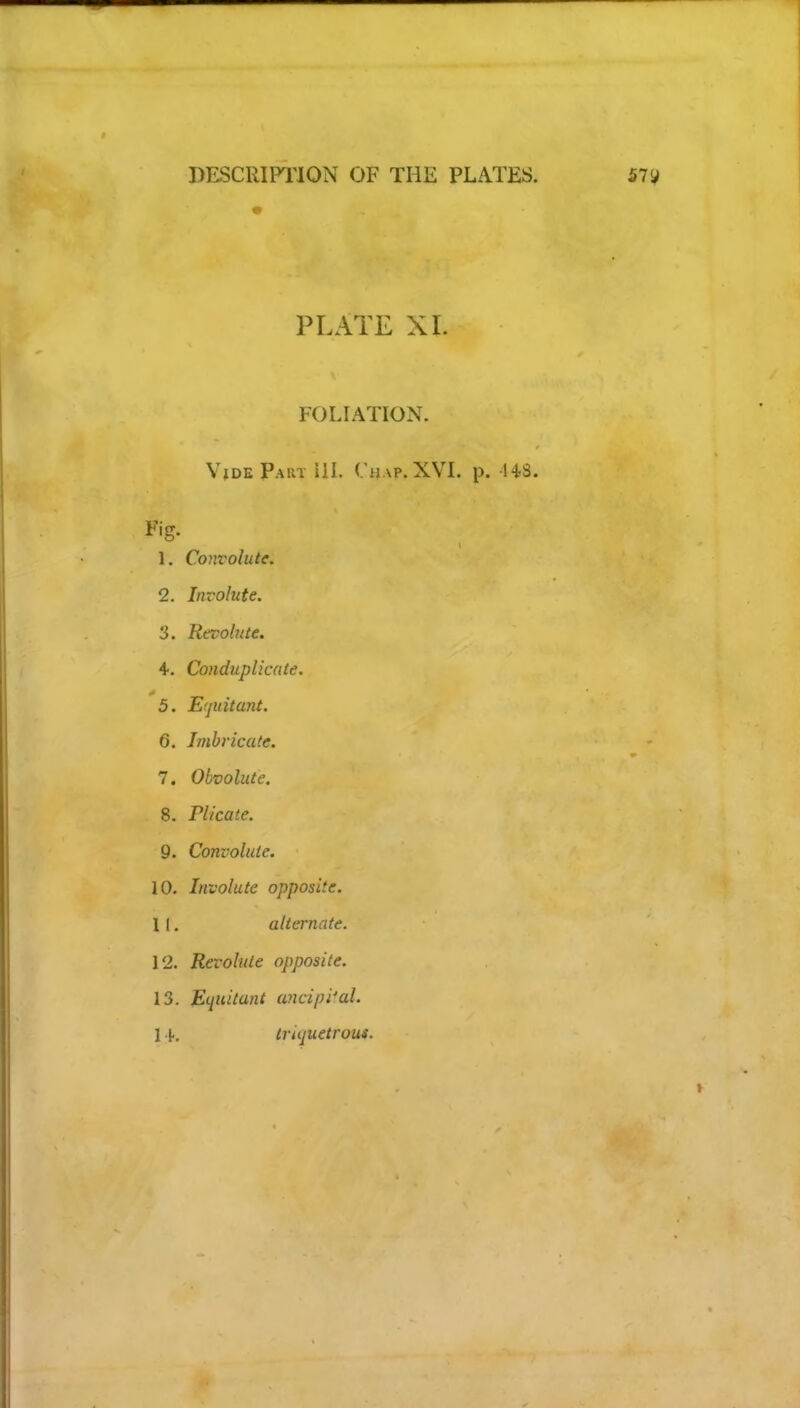 * PLATE XL FOLIATION. VjdePaut UL Chap. XVI. p. 143. Fig. 1. Convolute. 2. Involute. 3. Revohtte. 4-. Conduplicate. 5. Erjuitant. 6. Imbricate. 7. Obvolute. 8. Plicate. 9. Convolute. 10. Involute opposite. 1 I. alternate. 12. Revolute opposite. 13. Ecjiiitunt ancipi'al. 1 \. triquetrous.