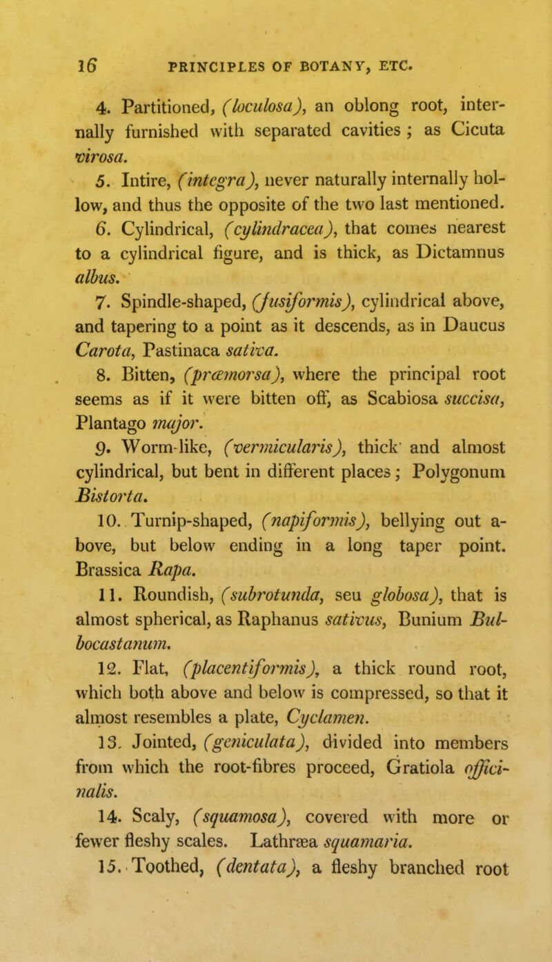 4. Partitioned, (loculosa), an oblong root, inter- nally furnished with separated cavities ; as Cicuta mrosa. 5. Intire, (integra), never naturally internally hol- low, and thus the opposite of the two last mentioned. 6. Cylindrical, (cylindracea), that comes nearest to a cylindrical figure, and is thick, as Dictamnus albus. 7. Spindle-shaped, (Jusiformis), cylindrical above, and tapering to a point as it descends, as in Daucus Carota, Pastinaca saliva. 8. Bitten, (prcemorsa), where the principal root seems as if it were bitten off, as Scabiosa succisa, Plantago major. 9. Worm-like, (vermicularis), thick' and almost cylindrical, but bent in different places; Polygonum Bisioi'ta, 10. Turnip-shaped, (napiformis), bellying out a- bove, but below ending in a long taper point. Brassica Rapa. 11. Roundish, (subrotunda, seu globosa), that is almost spherical, as Raphanus sativus, Bunium Bul- bocastanum. 12. Flat, (placentiformis), a thick round root, which both above and below is compressed, so that it almost resembles a plate, Cyclamen. 13. Jointed, (geniculata), divided into members from which the root-fibres proceed, Gratiola ojfici- 14. Scaly, (squamosa)j covered with more or fewer fleshy scales. Lathraea squamaria. 15. Toothed, (dmtata)j a fleshy branched root nalis.