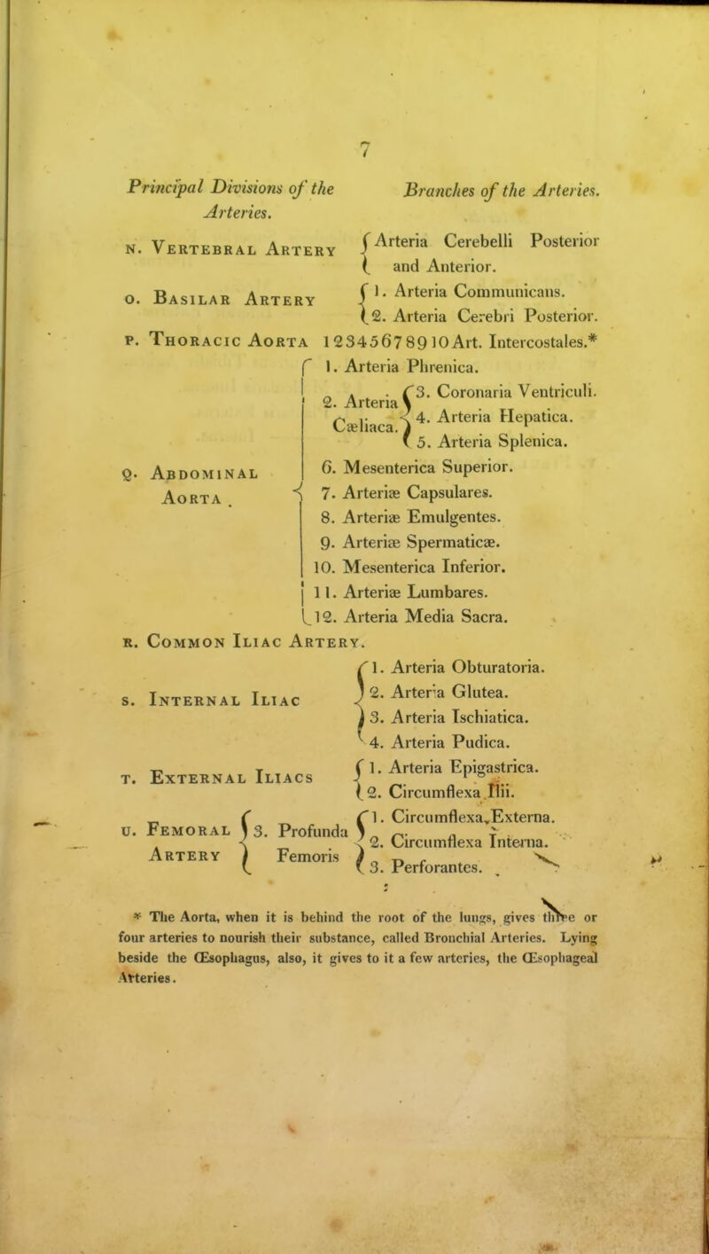 N. Vertebral Artery o. Basilar Artery { Branches of the Arteries. Posterior Principal Divisions of the Arteries. Arteria Cerebelli and Anterior. Arteria Communicans. Arteria Cerebri Posterior. P. Thoracic Aorta 12 3456? 89 lOArt. Intercostales * f 1. Arteria Phrenica. [ ^ . . rs. Coronaria Ventriciili. 2. Arteria \ C^liaca ^ ^' ^^^^^^^ Hepatica. f 5. Arteria Splenica. 6. Mesenterica Superior. *{ 7. Arterias Capsulares. 8. Arteriae Emulgentes. 9- Arteriae Spermaticae. 10. Mesenterica Inferior, j 11. Arteriae Lumbares, l_12. Arteria Media Sacra. R. Common Iliac Artery. 1. Abdominal Aorta s. Internal Iliac t. External Iliacs u. Femoral fs. Artery ^ Profunda Femoris Arteria Obturatoria. Artera Glutea. Arteria Tschiatica. Arteria Pudica. ( 1. Arteria Epigastrica. 1,2. Circumflexa.tlii. C^. Circumflexa,Externa. ? 2. Circumflexa Interaa. ( 3. Perforantes. tlS»e * The Aorta, when it is behind the root of the luii<;s, gives tlin»e or four arteries to nourish their substance, called Bronchial Arteries. Lying beside the (Esophagus, also, it gives to it a few arteries, the CEsophageal Atteries.