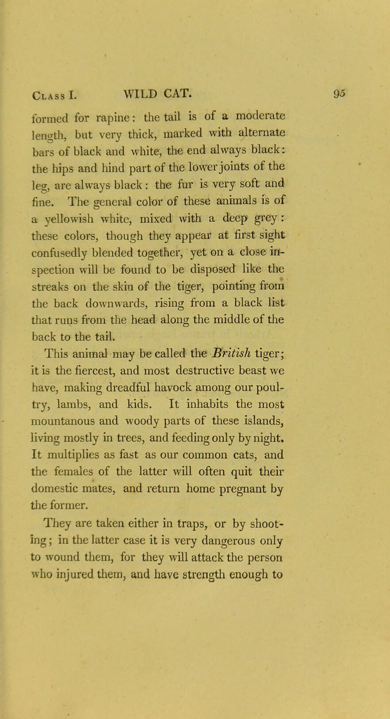 Class I. WILD CAT. formed for rapine: the tail is of a moderate length, but very thick, marked with alternate bars of black and white, the end always black: the hips and hind part of the lower joints of the leg, are always black : the fur is very soft and fine. The general color of these animals is of a yellowish white, mixed with a deep grey : these colors, though they appear at first sight confusedly blended together, yet on a close in- spection will be found to be disposed like the streaks on the skin of the tiger, pointing from the back downwards, rising from a black list that runs from the head along the middle of the back to the tail. This animal may be called the British tiger; it is the fiercest, and most destructive beast we have, making dreadful havock among our poul- try, lambs, and kids. It inhabits the most mountanous and woody parts of these islands, living mostly in trees, and feeding only by night. It multiplies as fast as our common cats, and the females of the latter will often quit their domestic mates, and return home pregnant by the former. They are taken either in traps, or by shoot- ing ; in the latter case it is very dangerous only to wound them, for they will attack the person who injured them, and have strength enough to