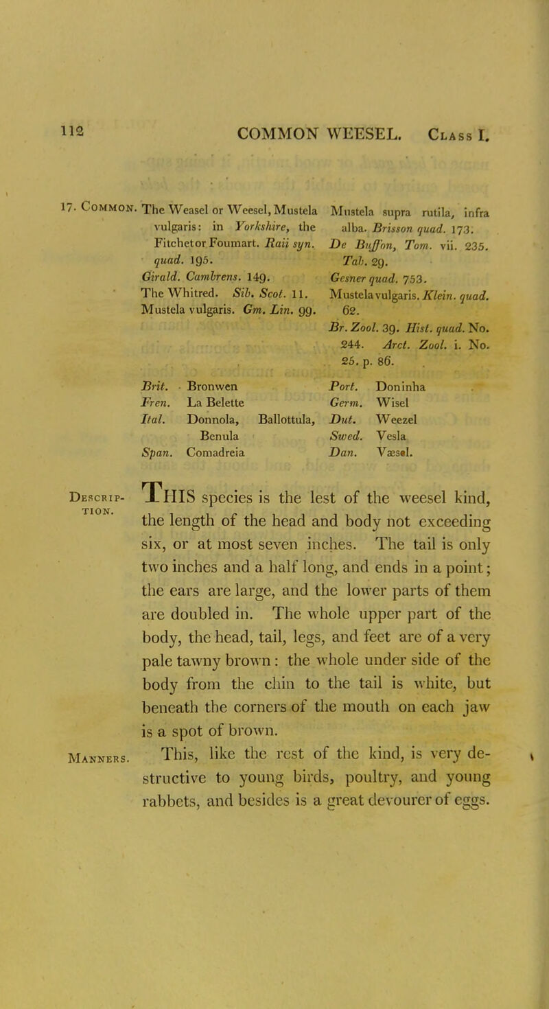 COMMON WEESEL. Class I. Tom. vu. 235. 17-Common. The Weasel or Weesel, Mustek Mustek supra rutik, infra vulgaris: in Yorkshire, the alba. Brisson quad. 173. Fitchetor Foumart. Raii syn. quad. 195. Girald. Cambrens. 149. The Whitred. Sib. Scot. 11. Mustek vulgaris. Gm. Lin. gg. De Bujf'on, Tab. 29. Gesner quad. 753. Mustek vulgaris. Klein, quad. 62. Br. Zool. 39. Hist. quad. No. 244. Arct. Zool. i. No. 25. p. 86*. Brit. Fren. Ital. Span. Bronvven La Belette Donnok, Benuk Comadreia Port. Germ. Ballottuk, Dut. Swed. Dan. Doninha Wise! Weezel Vesk Vaesel. Descrip- tion. Manners. This species is the lest of the weesel kind, the length of the head and body not exceeding six, or at most seven inches. The tail is only two inches and a half long, and ends in a point; the ears are large, and the lower parts of them are doubled in. The whole upper part of the body, the head, tail, legs, and feet are of a very pale tawny brown : the whole under side of the body from the chin to the tail is white, but beneath the corners of the mouth on each jaw is a spot of brown. This, like the rest of the kind, is very de- structive to young birds, poultry, and young rabbets, and besides is a great devourer of eggs.