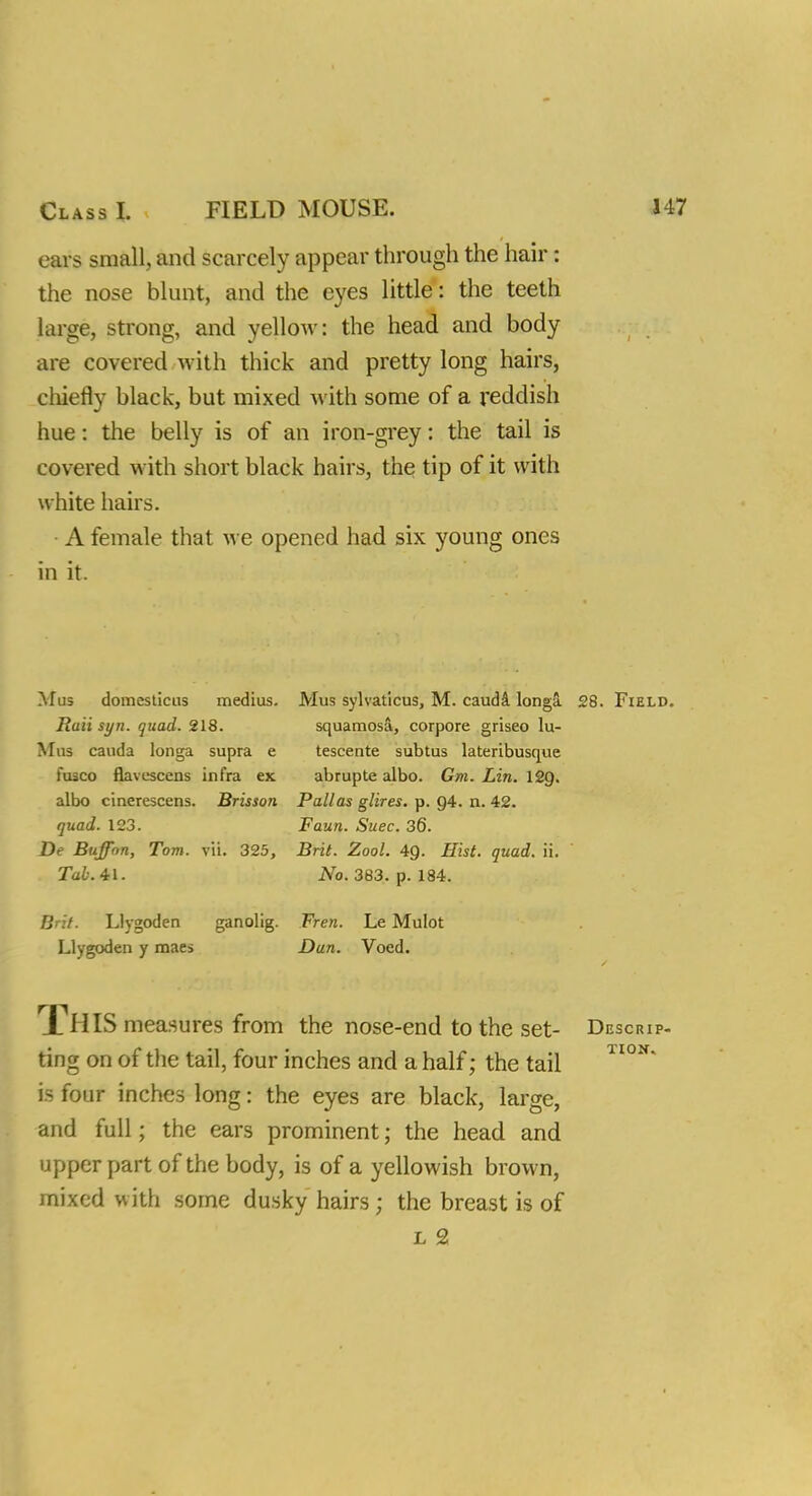 ears small, and scarcely appear through the hair: the nose blunt, and the eyes little: the teeth large, strong, and yellow: the head and body are covered with thick and pretty long hairs, chiefly black, but mixed with some of a reddish hue: the belly is of an iron-grey: the tail is covered with short black hairs, the tip of it with white hairs. A female that we opened had six young ones in it. Mus domesticus medius. Mus sylvaticus, M. cauda longS. 28. Field. Raii syn. quad. 218. squamosa, corpore griseo lu- Mus cauda longa supra e tescente subtus lateribusque luico flavescens infra ex abrupte albo. Gm. Lin. 12Q. albo cinerescens. Brisson Pallas glires. p. 94. n. 42. quad. 123. Faun. Suec. 36. De Buffon, Tom. vit. 325, Brit. Zool. 49. Hist. quad. ii. Tab. 41. No. 383. p. 184. Brit. Llygoden ganolig. Frew. Le Mulot Llygoden y maes Dun. Voed. THIS measures from the nose-end to the set- D ting on of the tail, four inches and a half; the tail is four inches long: the eyes are black, large, and full; the ears prominent; the head and upper part of the body, is of a yellowish brown, mixed with some dusky hairs ; the breast is of l 2 ESCRIP- TION.