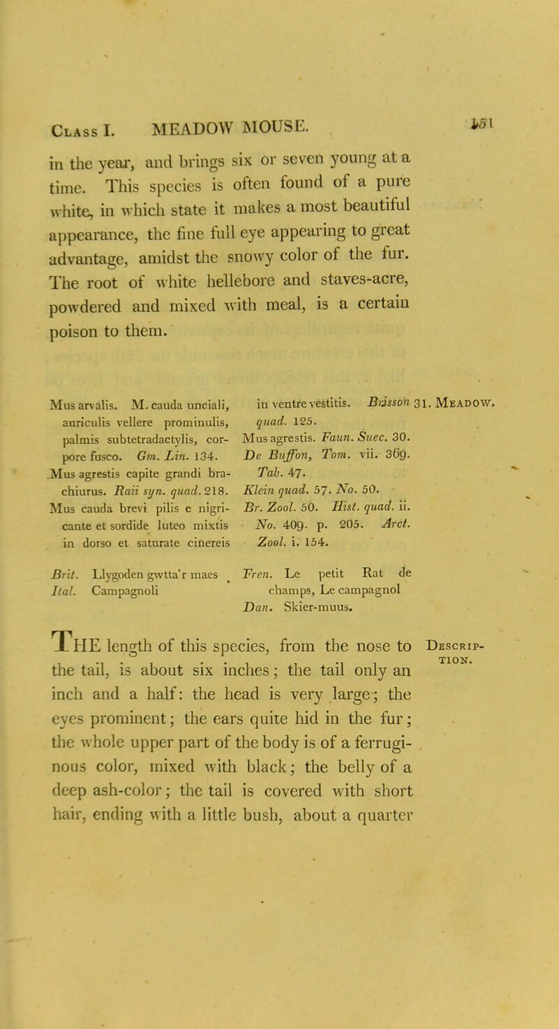 Class [. MEADOW MOUSE, in the year, and brings six or seven young at a time. This species is often found of a pure white, in which state it makes a most beautiful appearance, the fine full eye appearing to great advantage, amidst the snowy color of the fur. The root of white hellebore and staves-acre, powdered and mixed with meal, is a certain poison to them. Mus arvalis. M. Cauda unciali, auriculis vellere prominulis, palmis subtetradactylis, cor- pora fusco. Gm. Lin. 134. Mus agrestis capite grandi bra- chiurus. Raii syn. quad. 218. Mus cauda brevi pilis e nigri- cante et sordide lutco mixtis in dorso et saturate cinereis Brit. Llygoden gwtta'r maes Ital. Campagnoli in ventre vestitis. Brjsson 31. Mead quad. 125. Mus agrestis. Faun. Suec. 30. De Buffon, Tom. vii. 369. Tab. 47. Klein quad. 57. No. 50. Br. Zool. 50. Hist. quad. ii. No. 409. p. 205. Arct. Zool. i. 154. Fren. Le petit Rat de champs, Le campagnol Dan. Skier-muus. JLHE length of this species, from the nose to Descr the tail, is about six inches; the tail only an inch and a half: the head is very large; the eyes prominent; the ears quite hid in the fur; the whole upper part of the body is of a ferrugi- nous color, mixed with black; the belly of a deep ash-color; the tail is covered M ith short hair, ending with a little bush, about a quarter