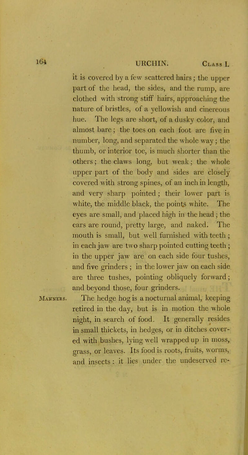 it is covered by a few scattered hairs; the upper part of the head, the sides, and the rump, are clothed with strong stiff hairs, approaching the nature of bristles, of a yellowish and cinereous hue. The legs are short, of a dusky color, and almost bare; the toes on each foot are five in number, long, and separated the whole way; the thumb, or interior toe, is much shorter than the others; the claws long, but weak; the whole upper part of the body and sides are closely covered with strong spines, of an inch in length, and very sharp pointed; their lower part is white, the middle black, the points white. The eyes are small, and placed high in the head; the ears are round, pretty large, and naked. The mouth is small, but well furnished with teeth ; in each jaw are two sharp pointed cutting teeth; in the upper jaw are on each side four tushes, and five grinders ; in the lower jaw on each side are three tushes, pointing obliquely forward; and beyond those, four grinders. Manners. The hedge hog is a nocturnal animal, keeping retired in the day, but is in motion the whole night, in search of food. It generally resides in small thickets, in hedges, or in ditches cover- ed with bushes, lying well wrapped up in moss, grass, or leaves. Its food is roots, fruits, worms, and insects : it lies under the undeserved re-