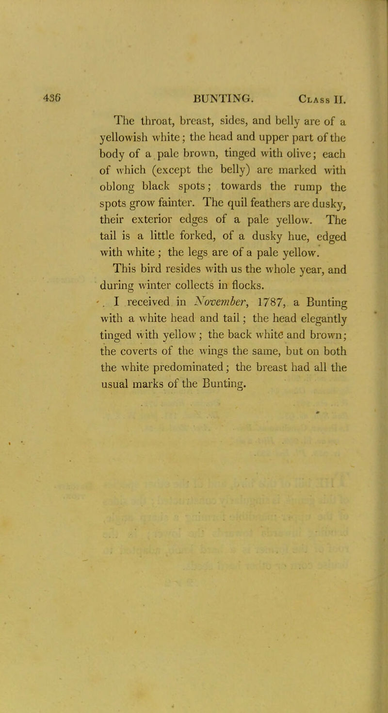 The throat, breast, sides, and belly are of a yellowish white; the head and upper part of the body of a pale brown, tinged with olive; each of which (except the belly) are marked with oblong black spots; towards the rump the spots grow fainter. The quil feathers are dusky, their exterior edges of a pale yellow. The tail is a little forked, of a dusky hue, edged with white ; the legs are of a pale yellow. This bird resides with us the whole year, and during winter collects in flocks. I received in November, 1787, a Bunting with a white head and tail; the head elegantly tinged with yellow ; the back white and brown; the coverts of the wings the same, but on both the white predominated; the breast had all the usual marks of the Bunting.